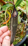 Nepenthes lingulata, BE-3463