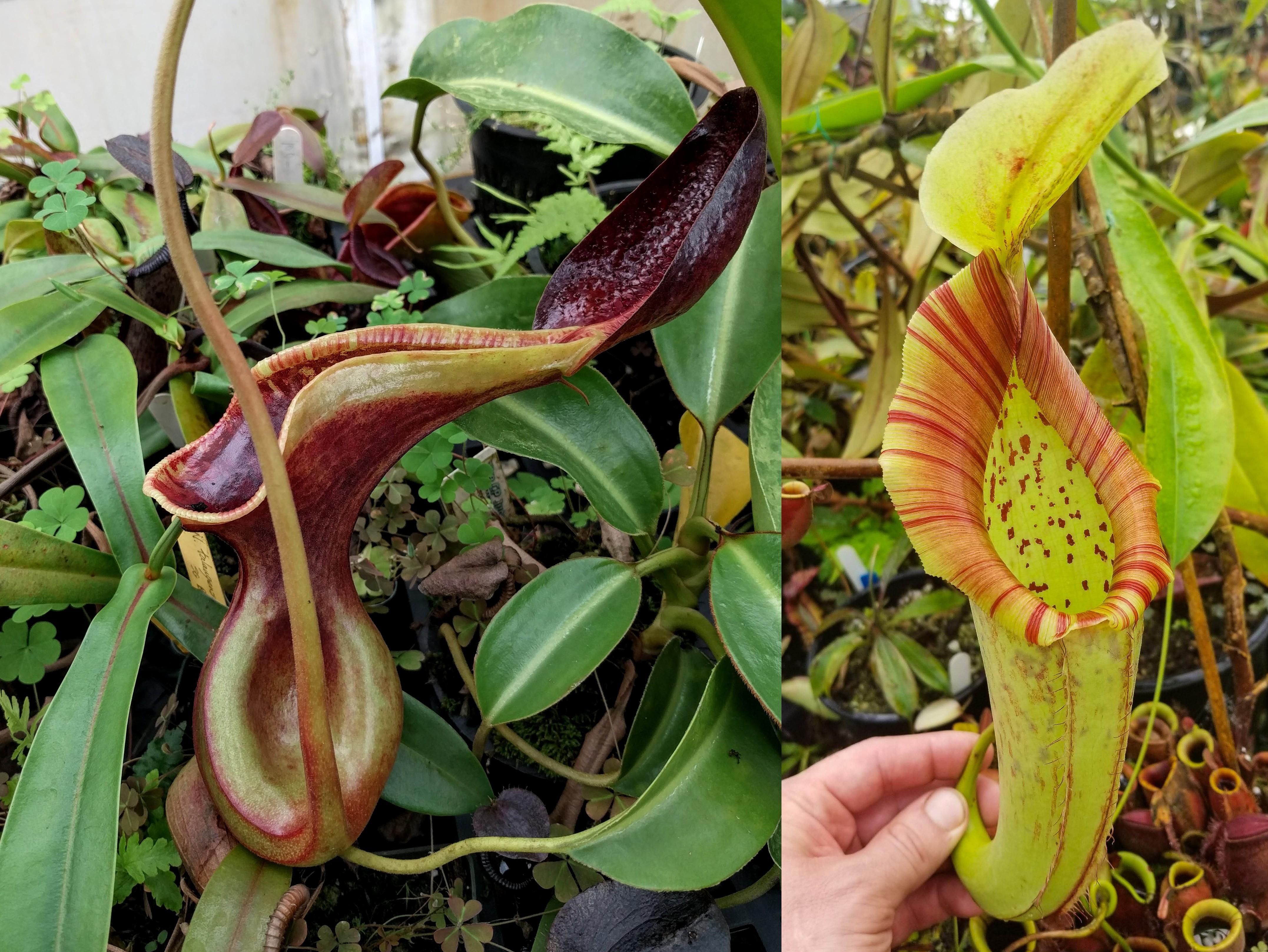 Nepenthes lowii x Mixta aka lowii x (northiana x maxima) – Carnivero