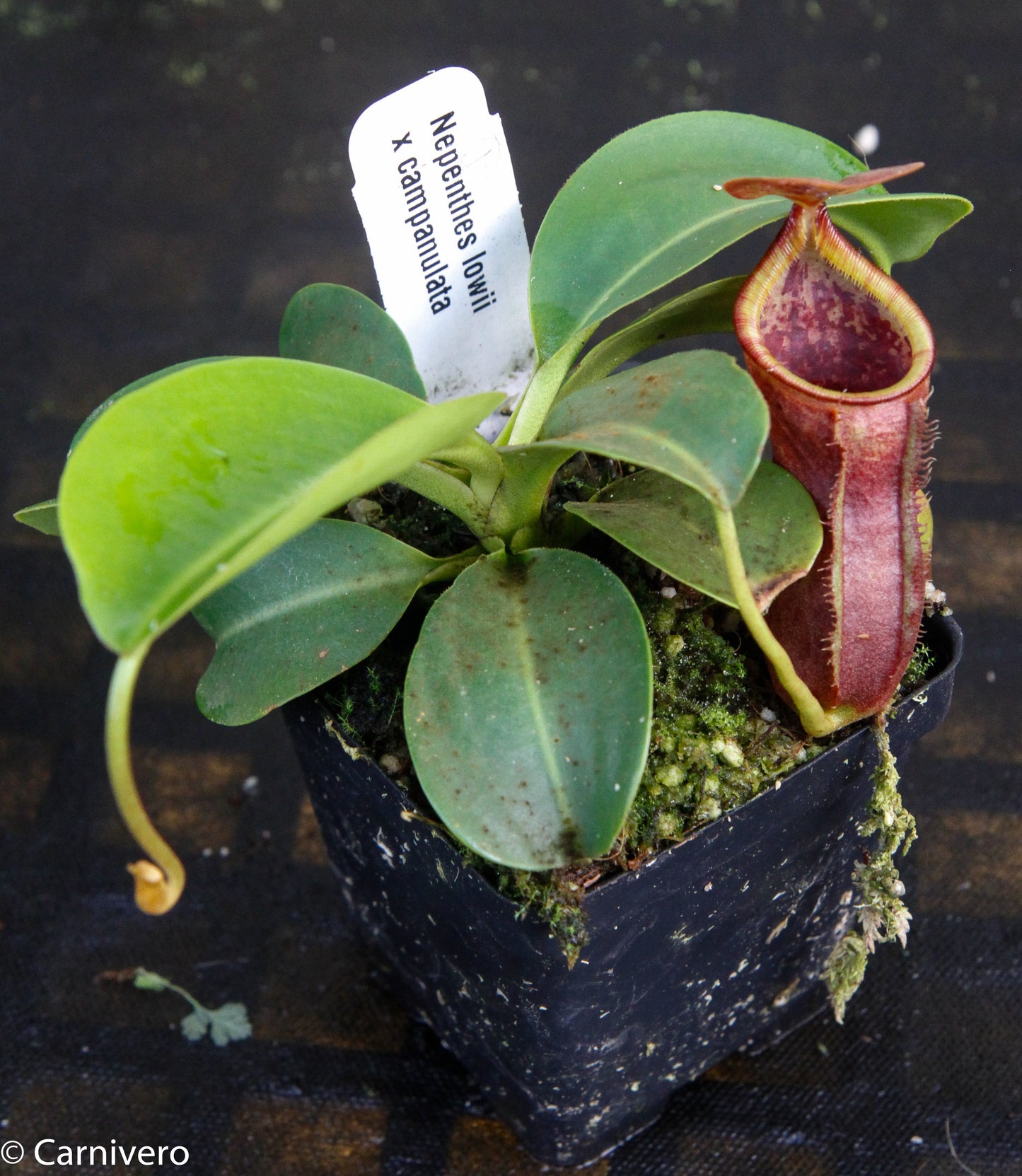 Nepenthes lowii x campanulata