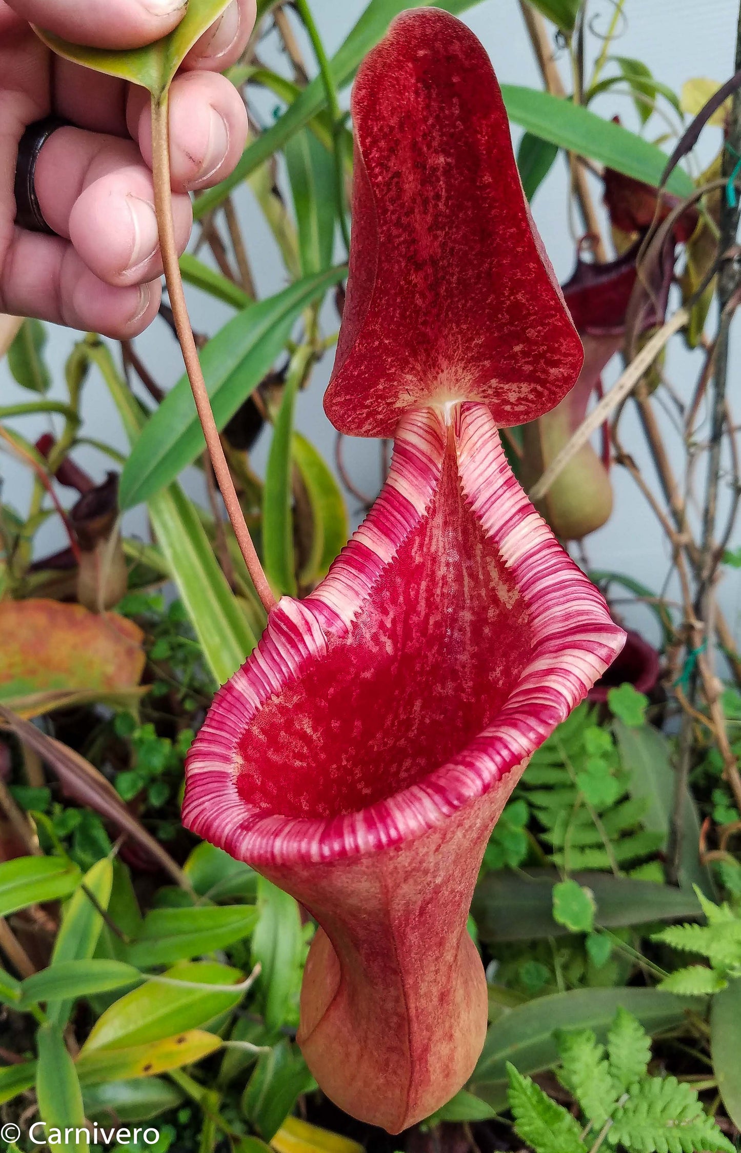 Nepenthes lowii x ventricosa