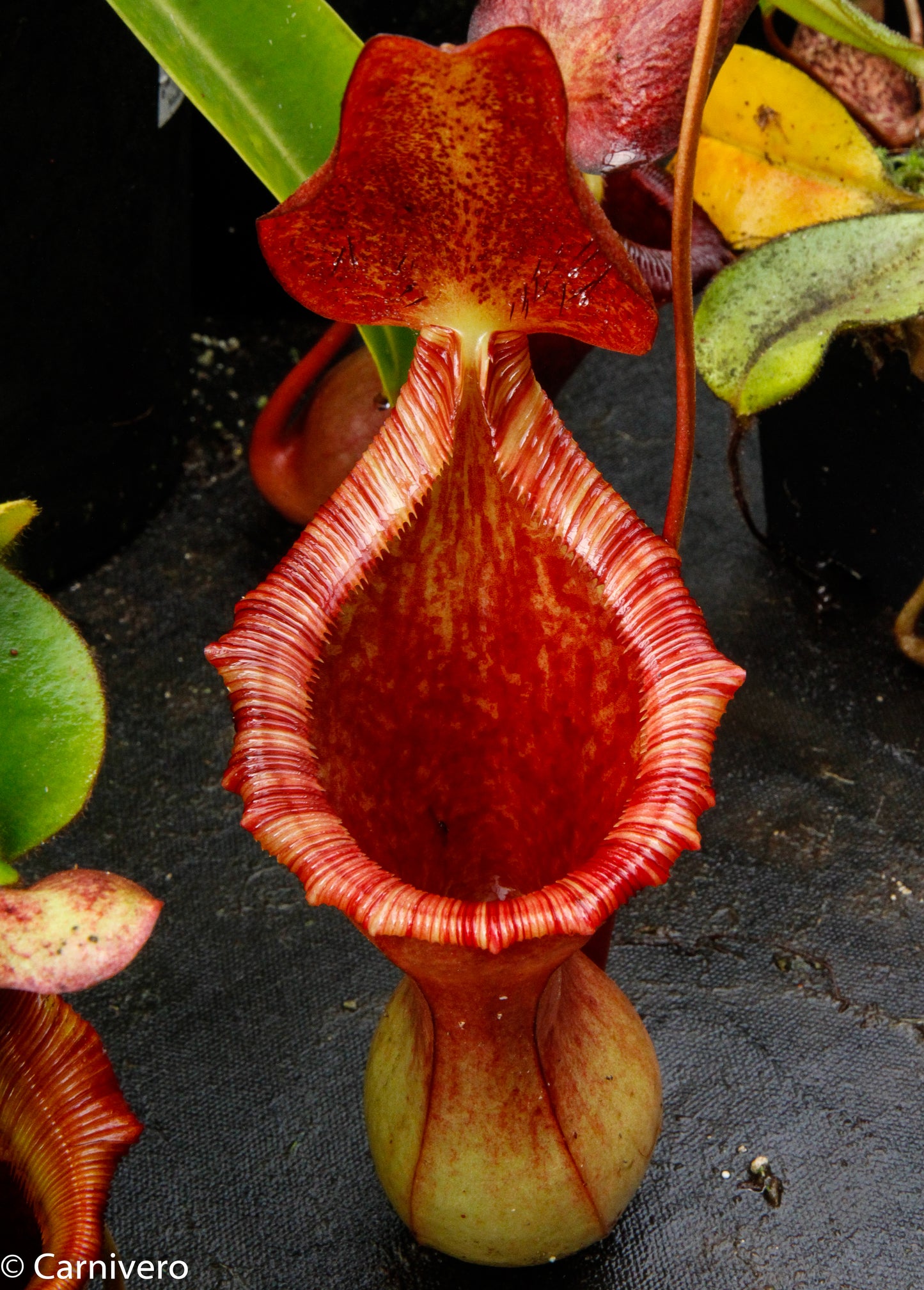 Nepenthes lowii x ventricosa