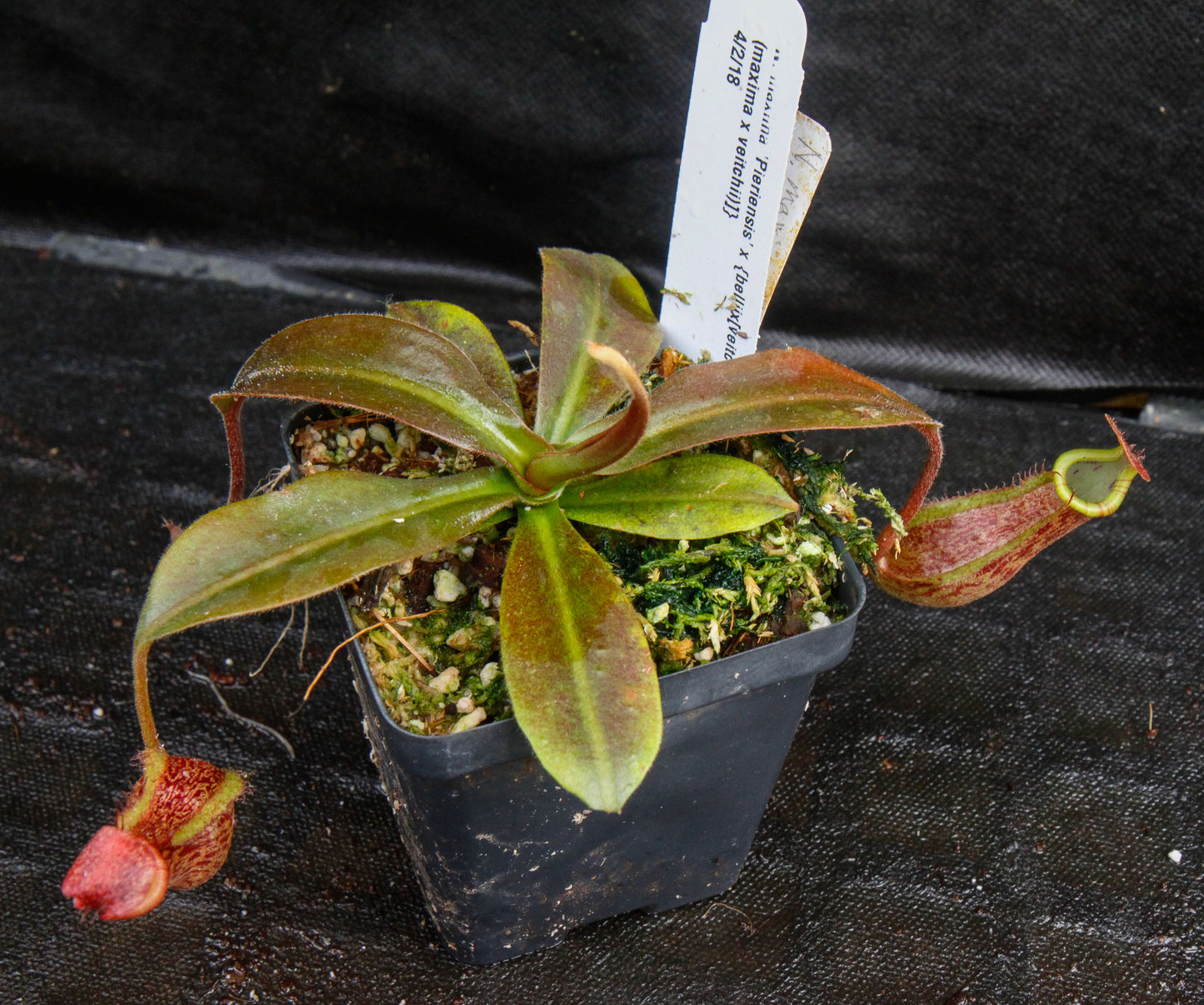 Nepenthes maxima