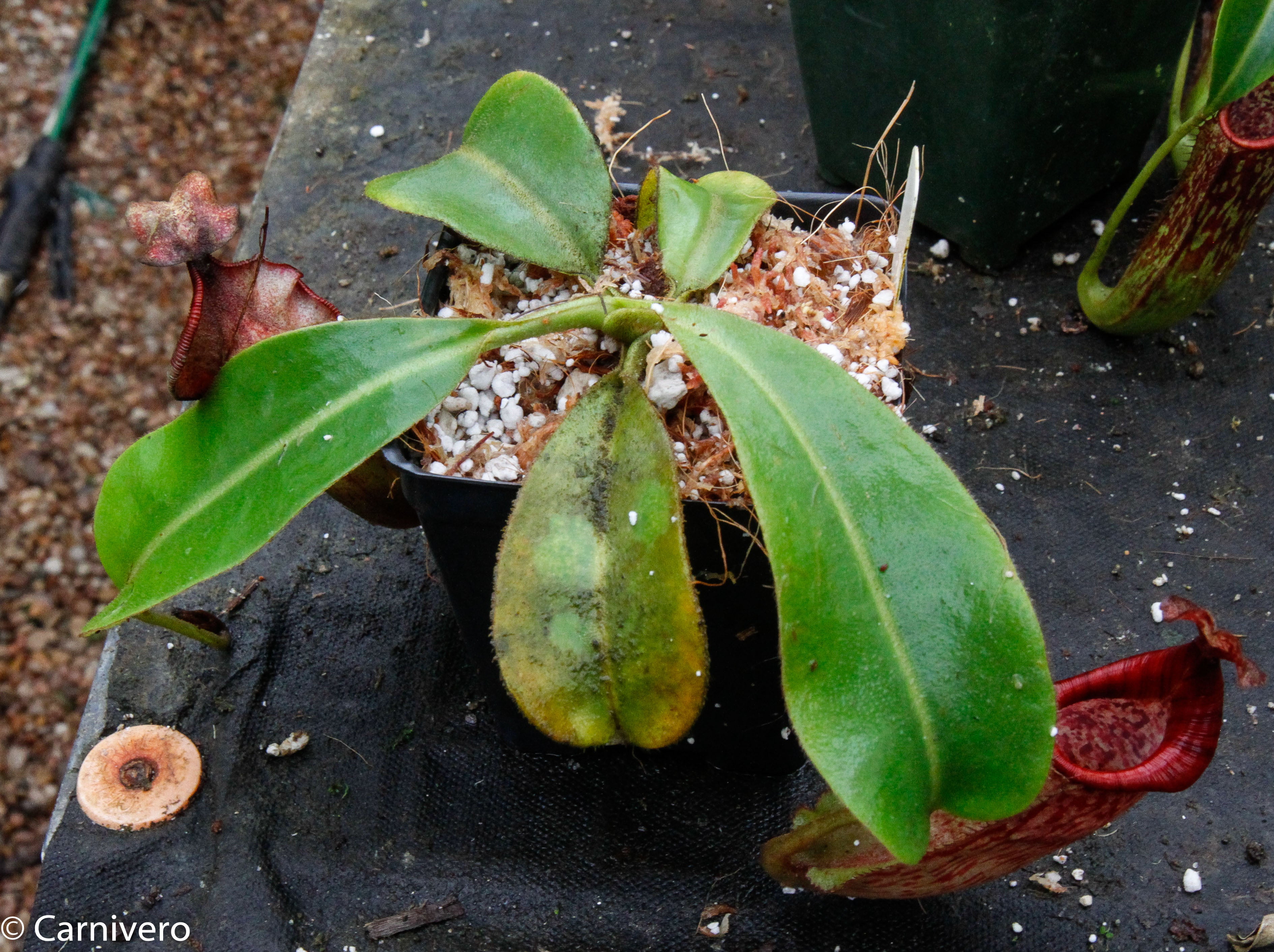 Nepenthes maxima x veitchii - DM038 – Carnivero
