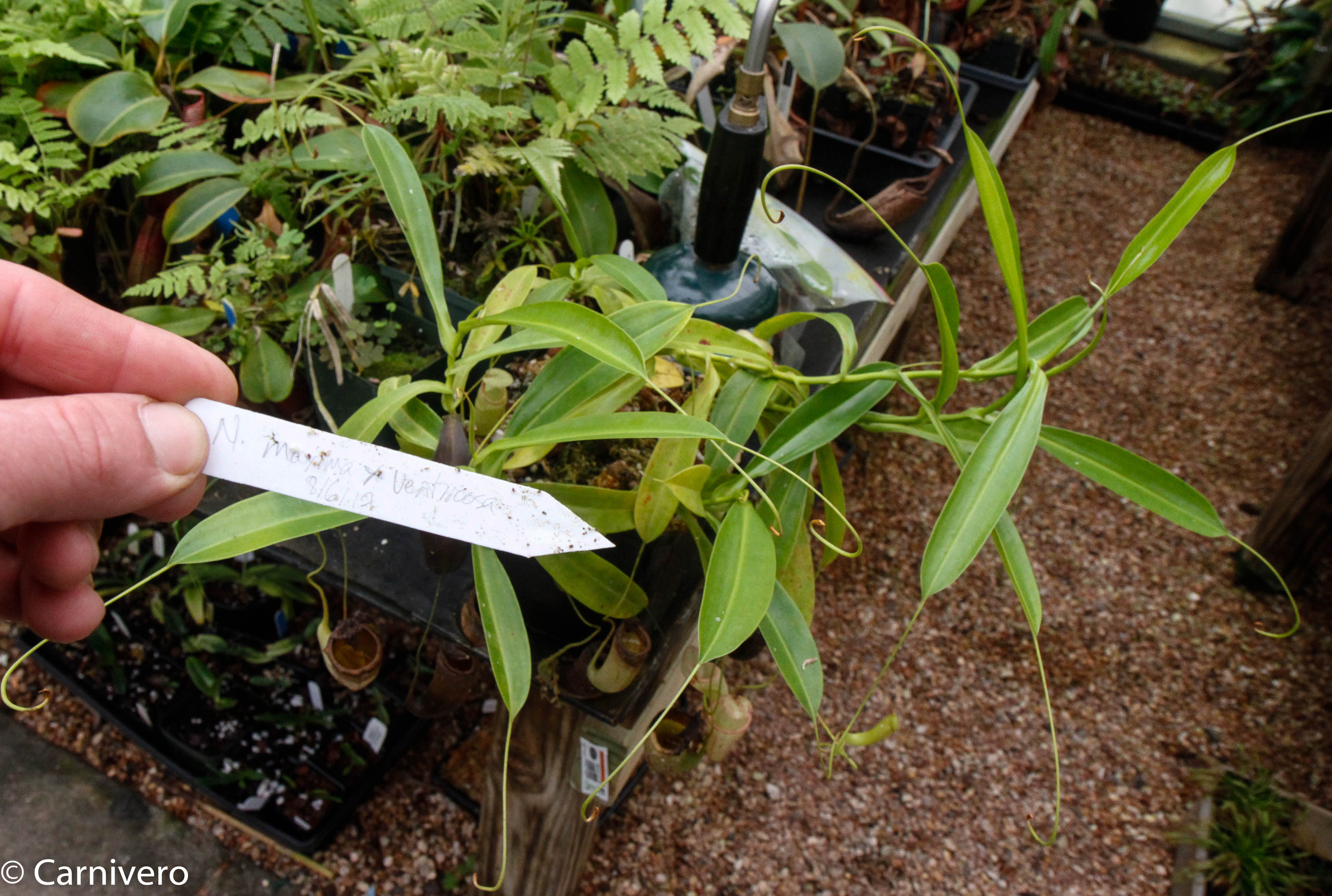 HORIZONS ノーマン・ベル・ゲデス Nepenthes spectabilis 