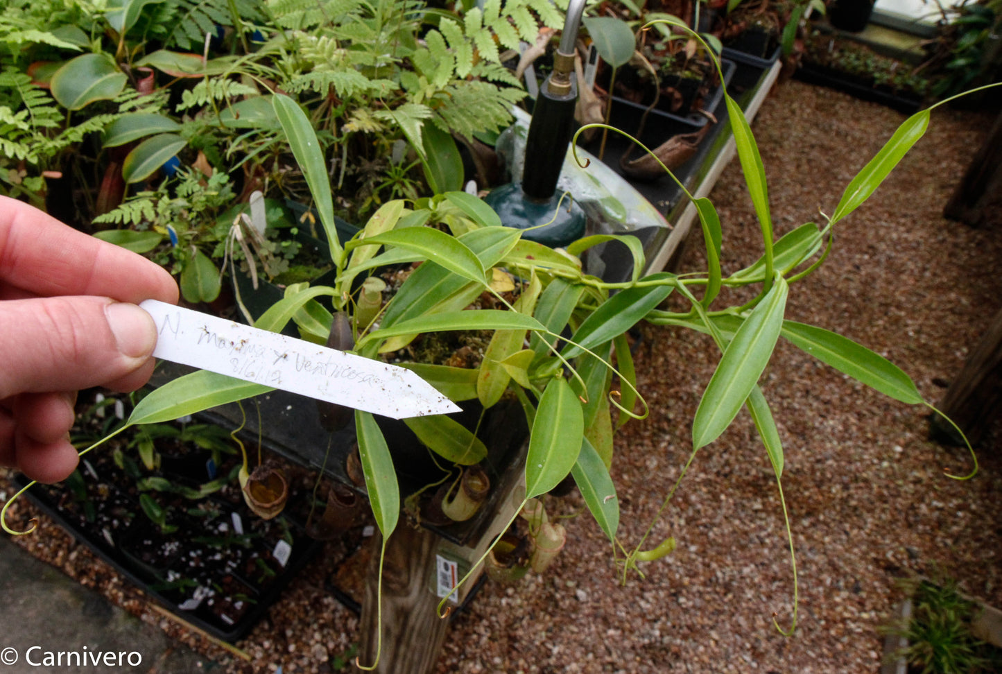 Nepenthes maxima x ventricosa, CC