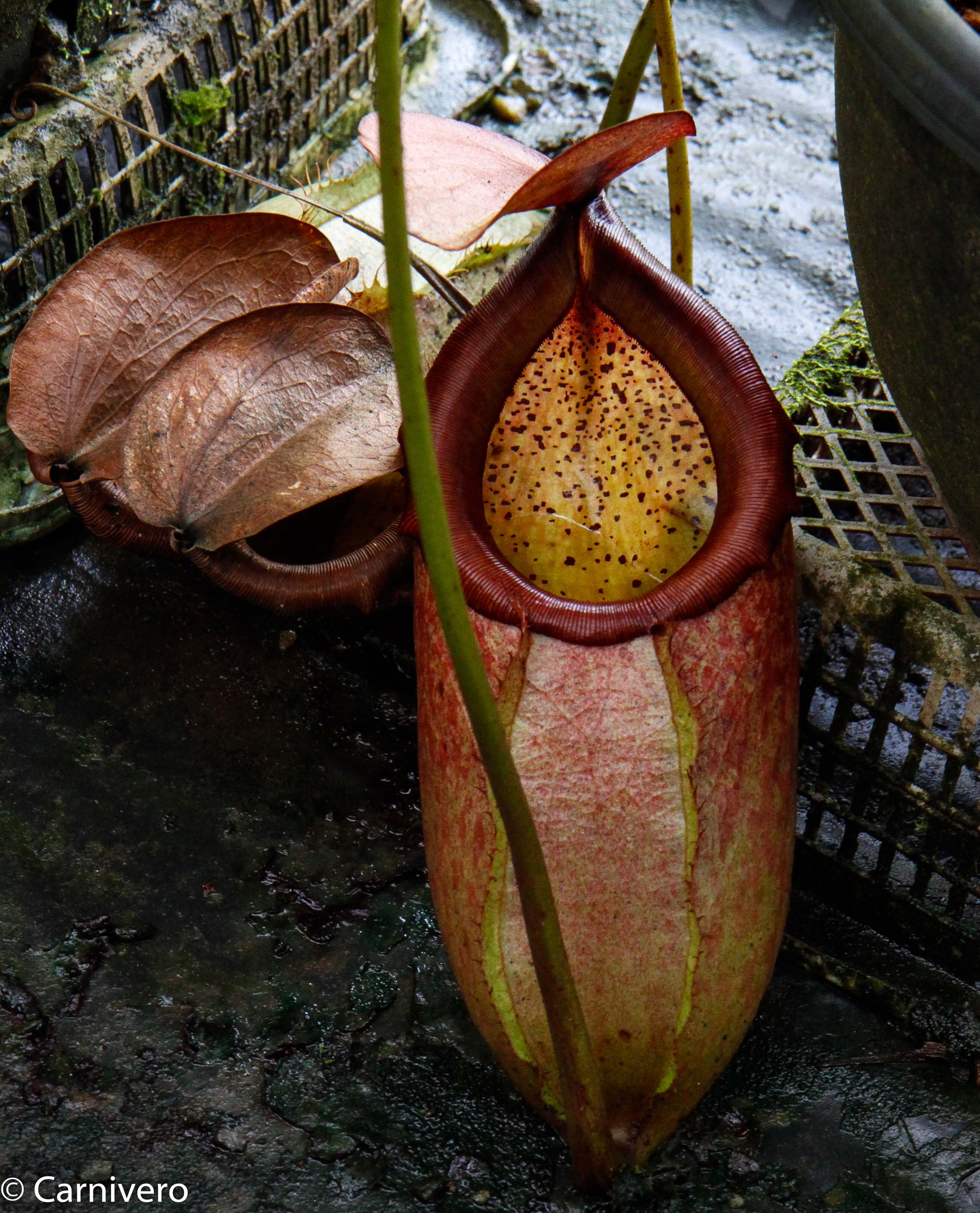 ポポテン Nepenthes Purple Haze, CAR-0420 – Carnivero