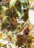 Nepenthes mollis (formerly Nepenthes hurrelliana)