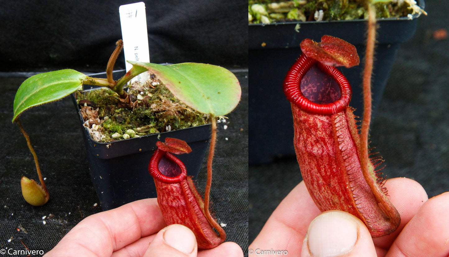 Nepenthes peltata x villosa