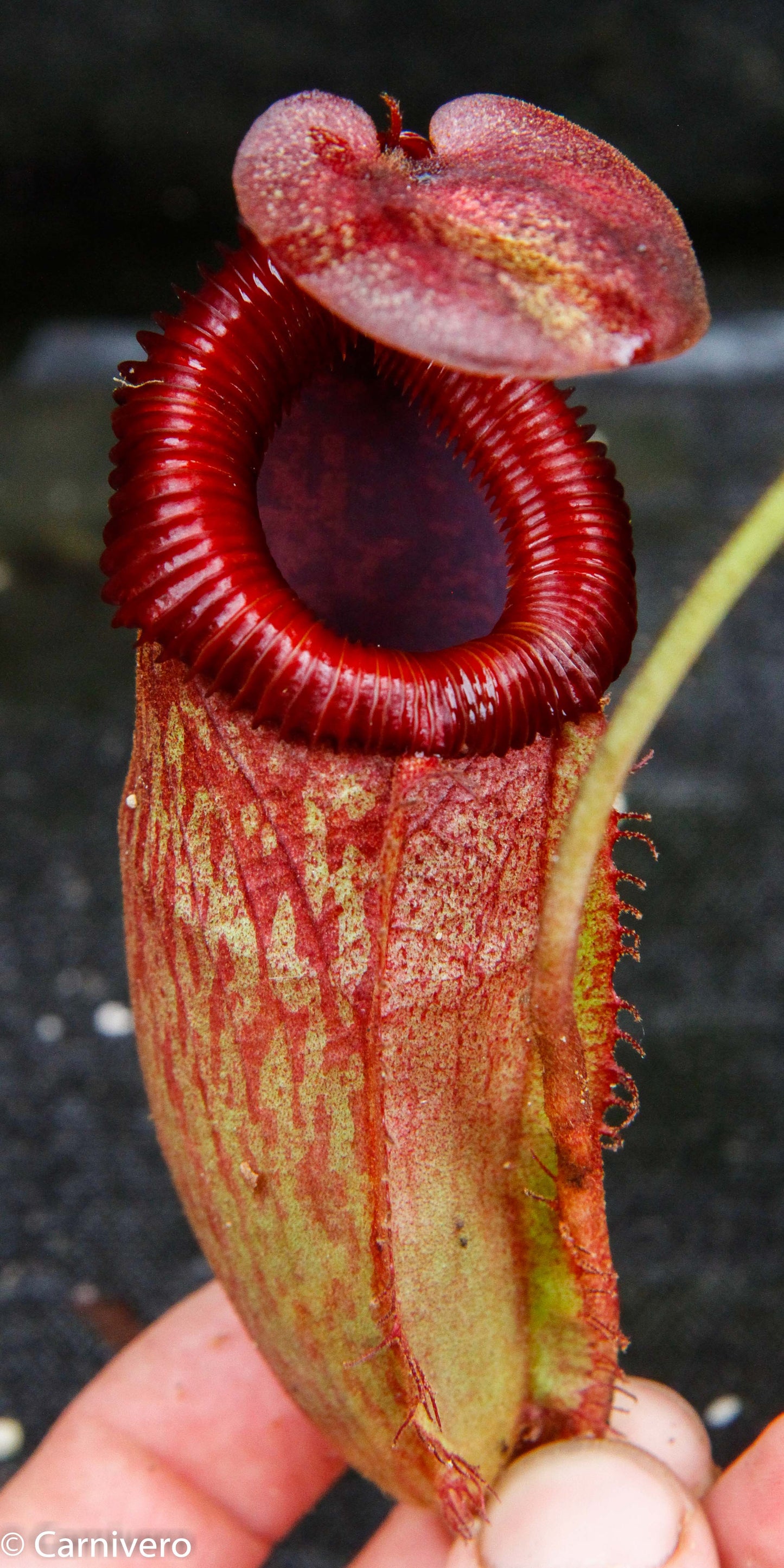 Nepenthes peltata x villosa