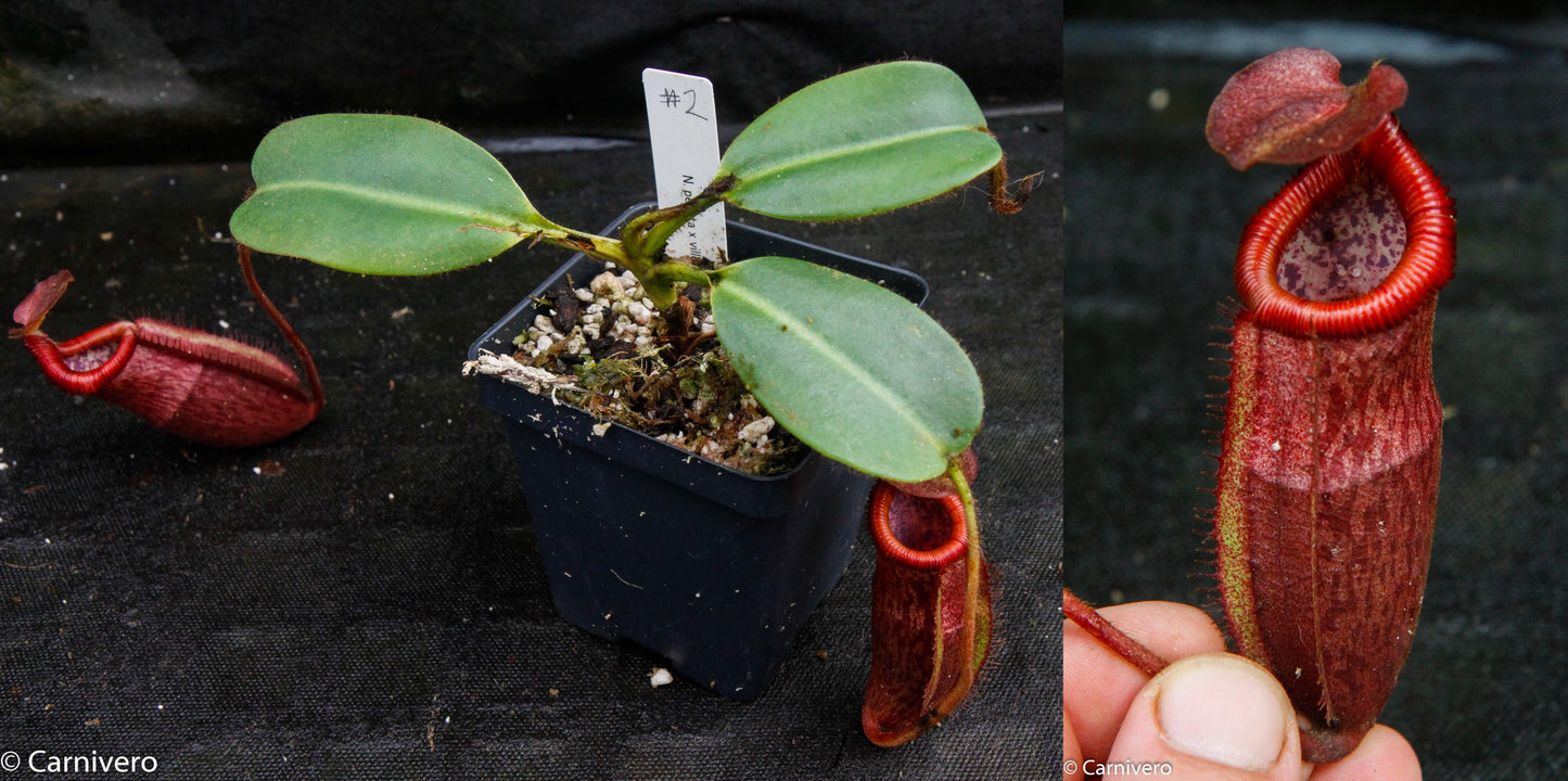 Nepenthes peltata x villosa