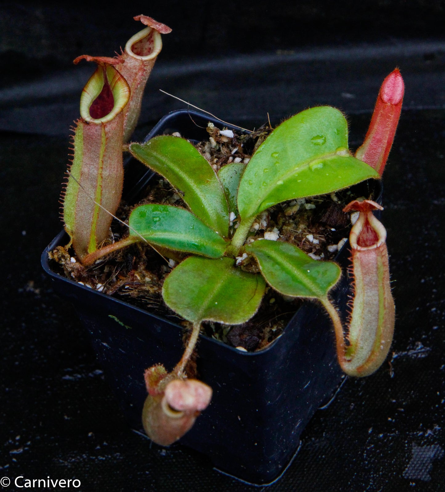 Nepenthes veitchii (