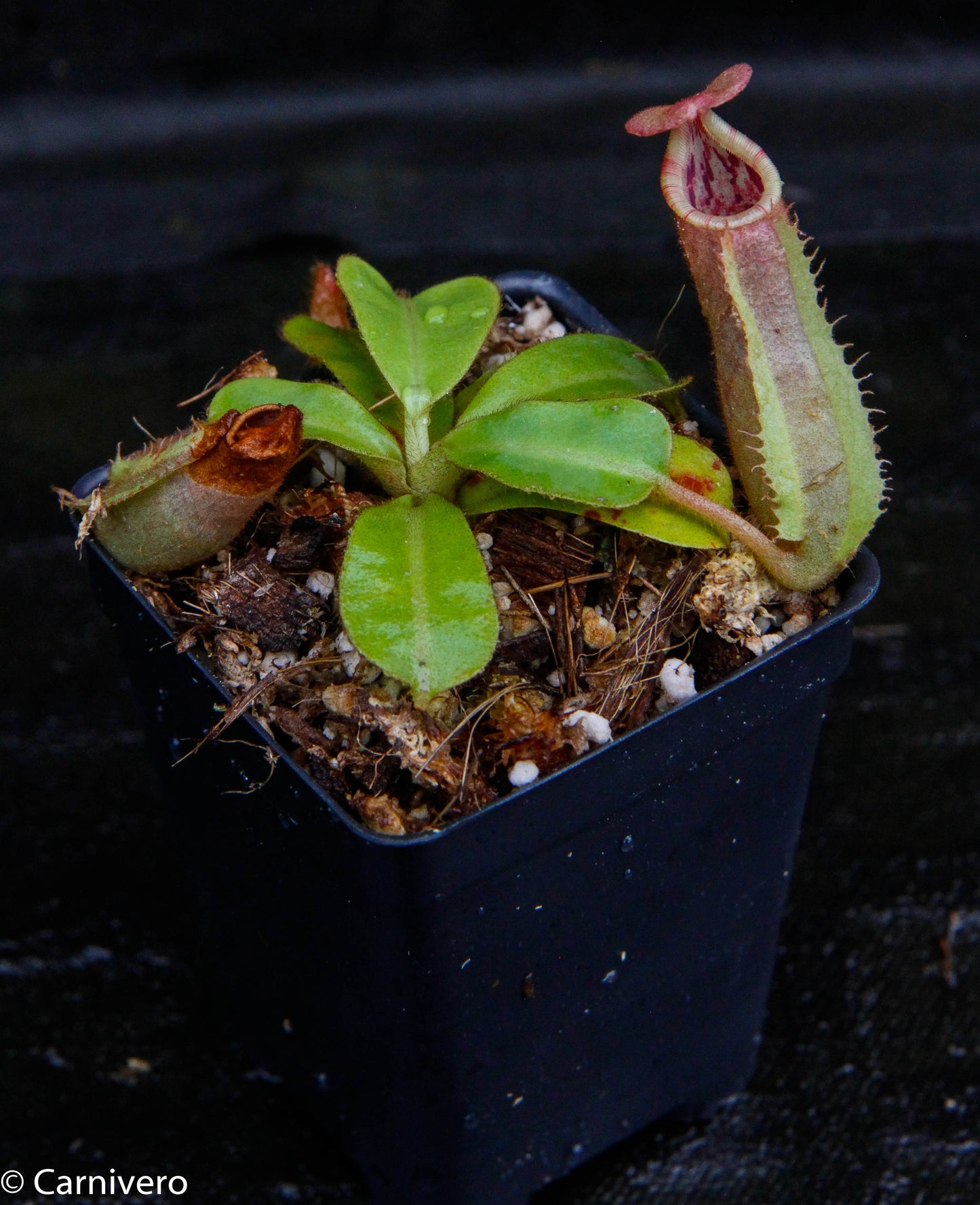Nepenthes veitchii (