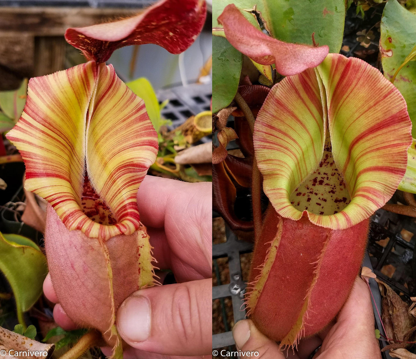Nepenthes veitchii (