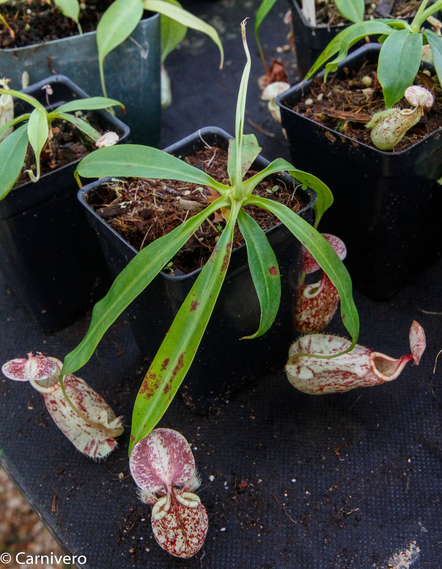 Nepenthes rafflesiana BE-3722