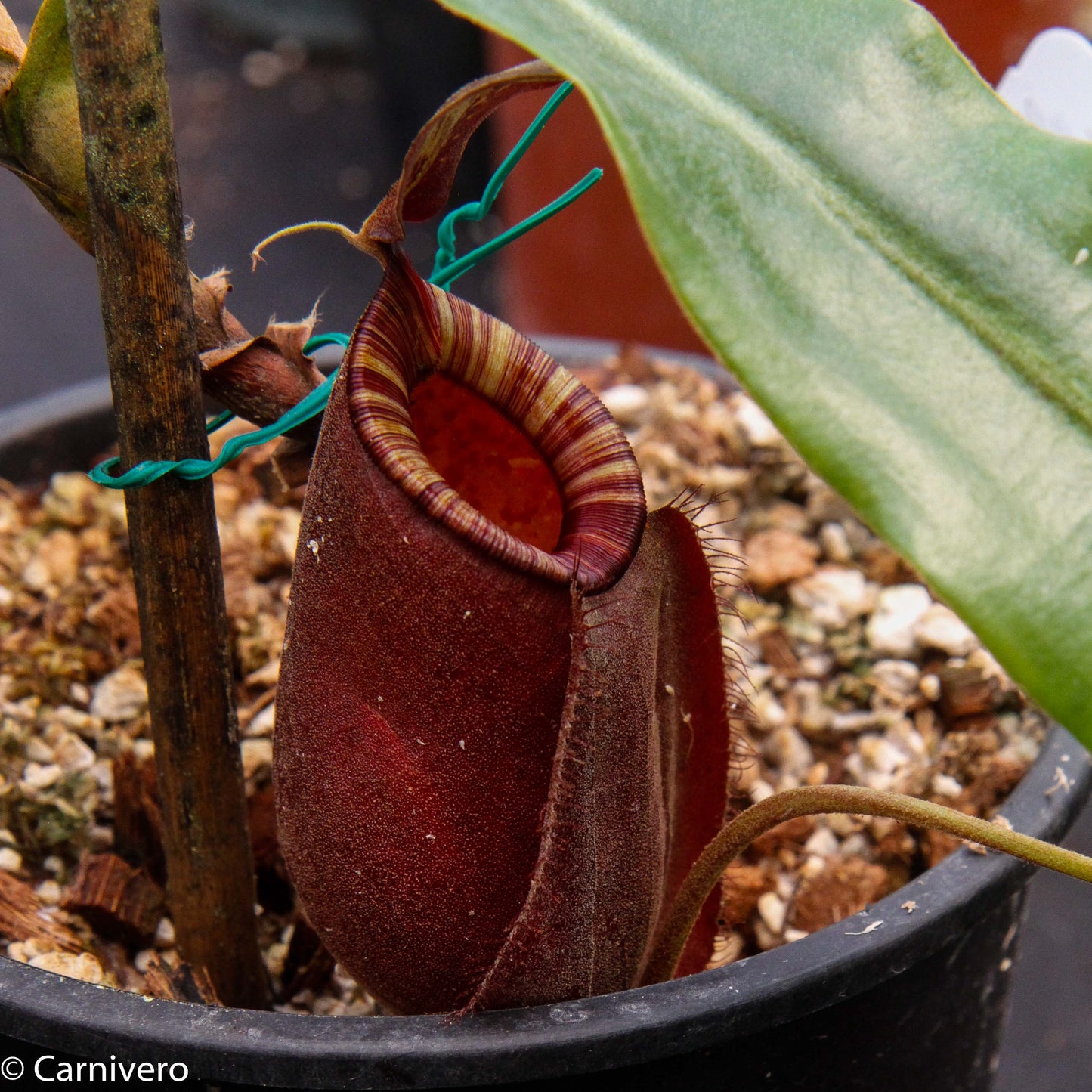 Nepenthes rafflesiana x ampullaria 'Black Miracle', CAR-0121, pitcher plant, carnivorous plant, collectors plant, large pitchers, rare plants