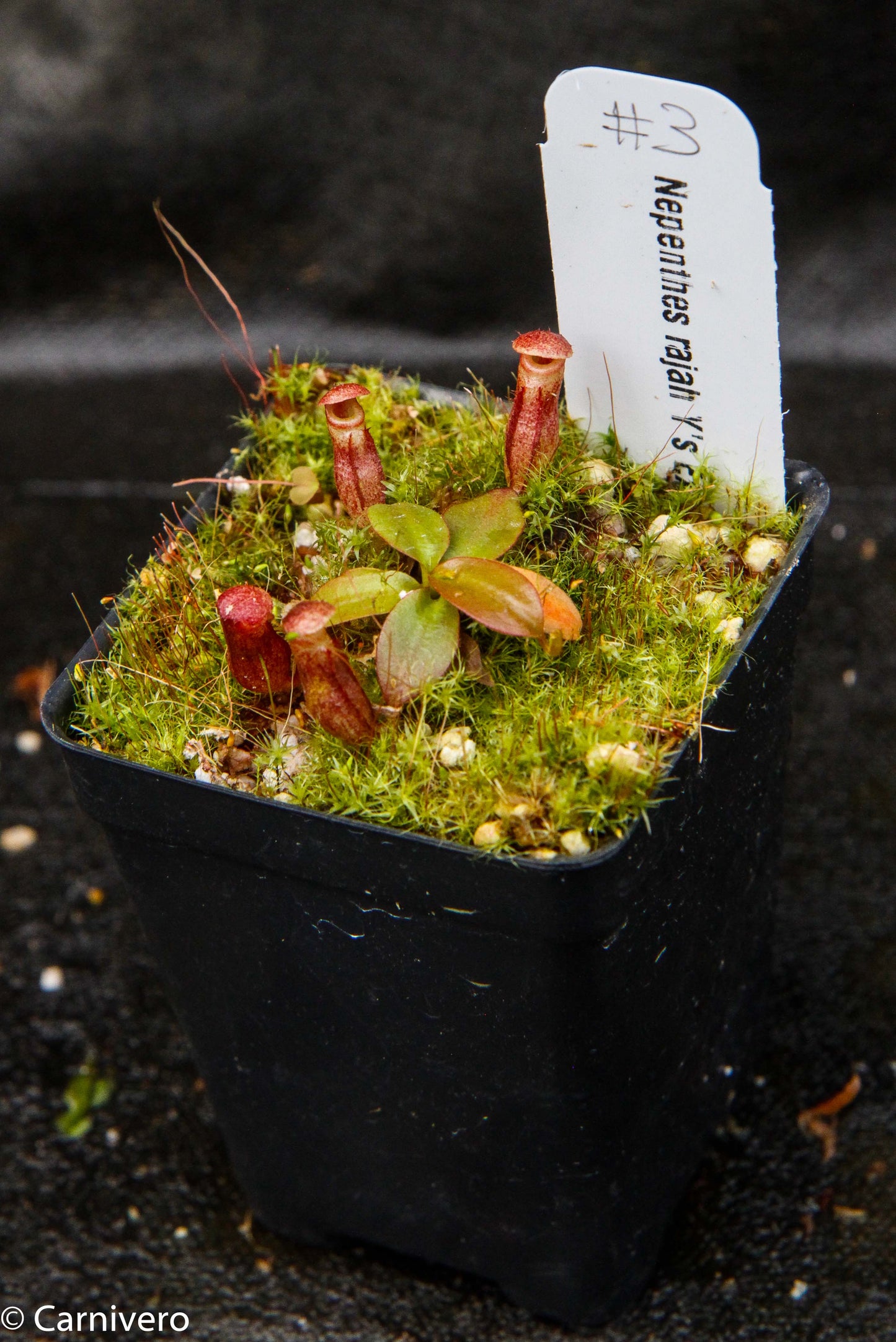 Nepenthes rajah, Thomas Alt