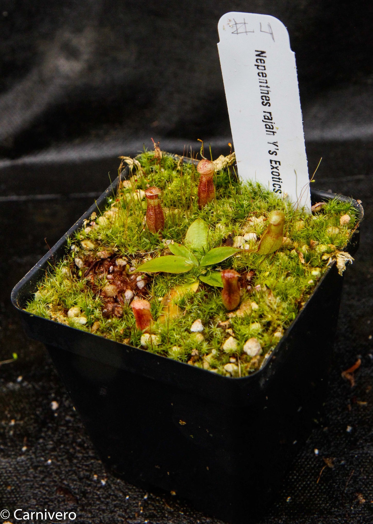 Nepenthes rajah, Thomas Alt