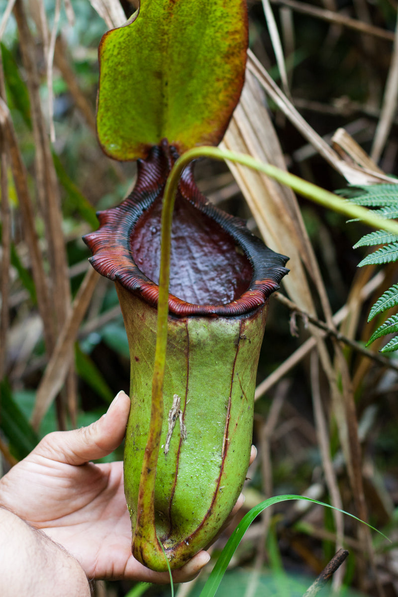 Nepenthes Lowii