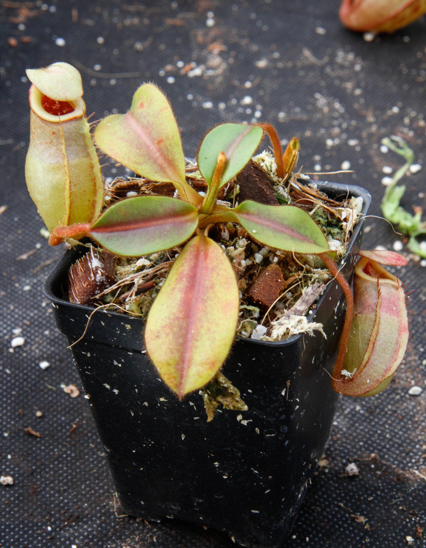 Nepenthes rajah x veitchii, BE-3730