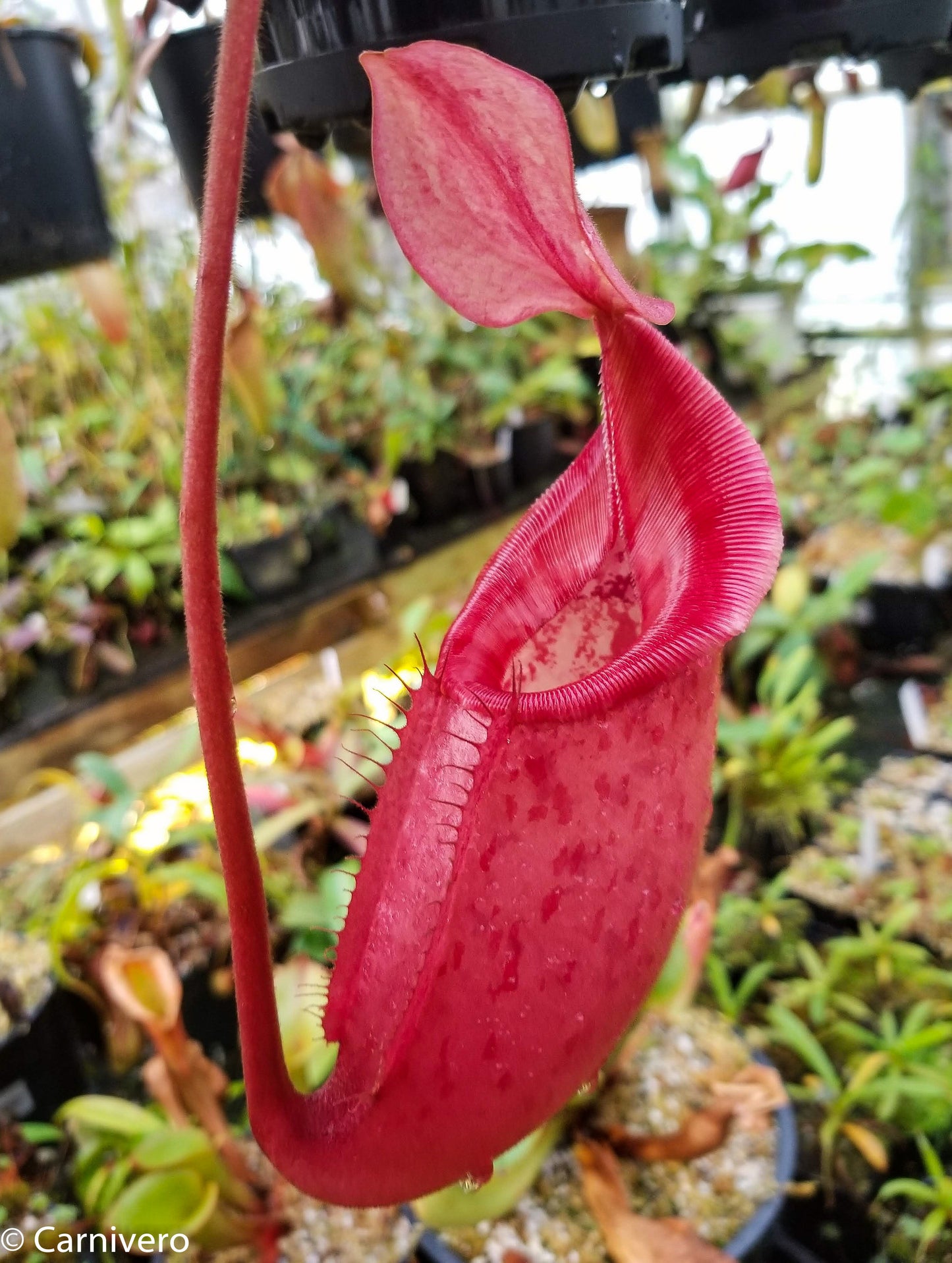 Nepenthes rajah x veitchii, BE-3730