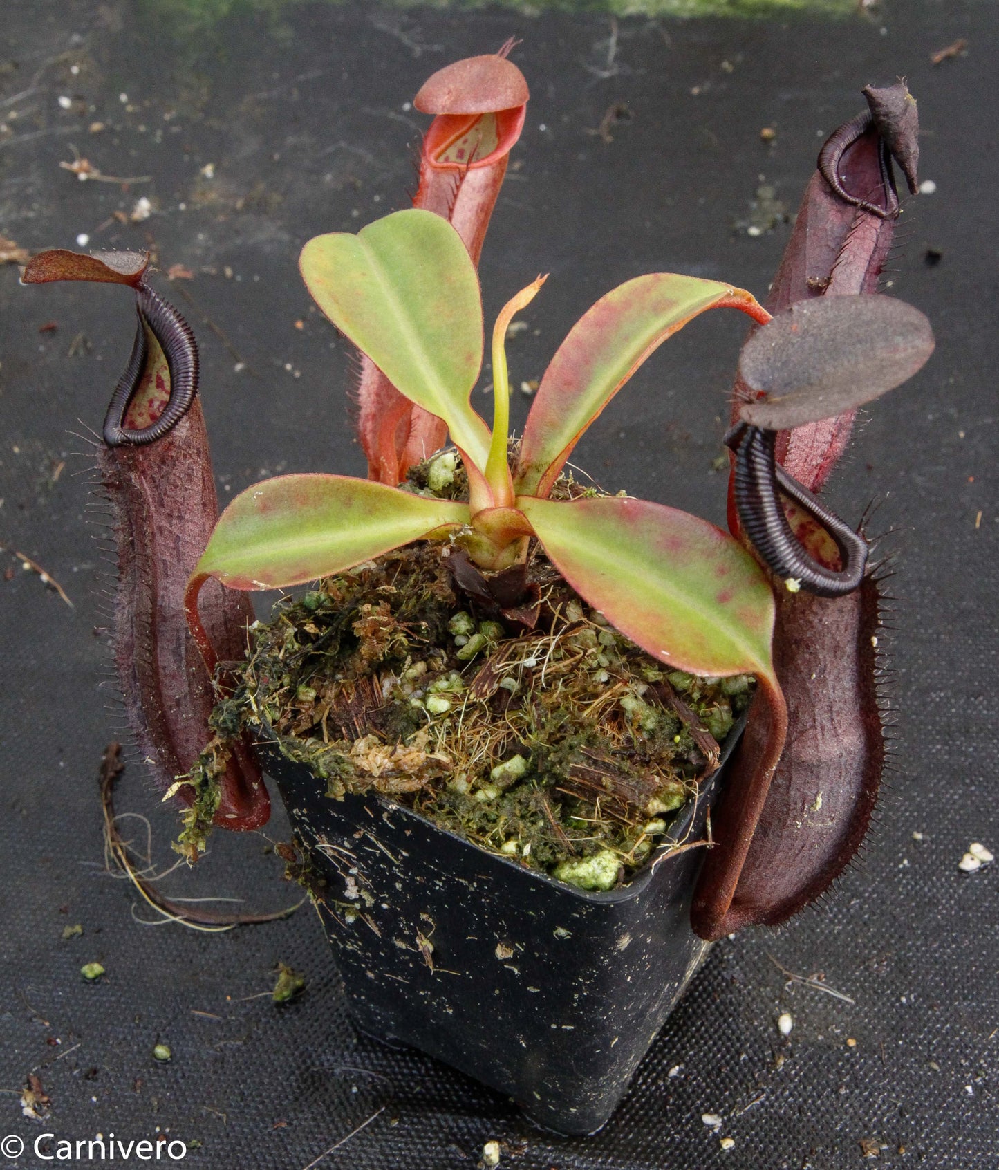 Nepenthes maxima x ramispina, BE-3740