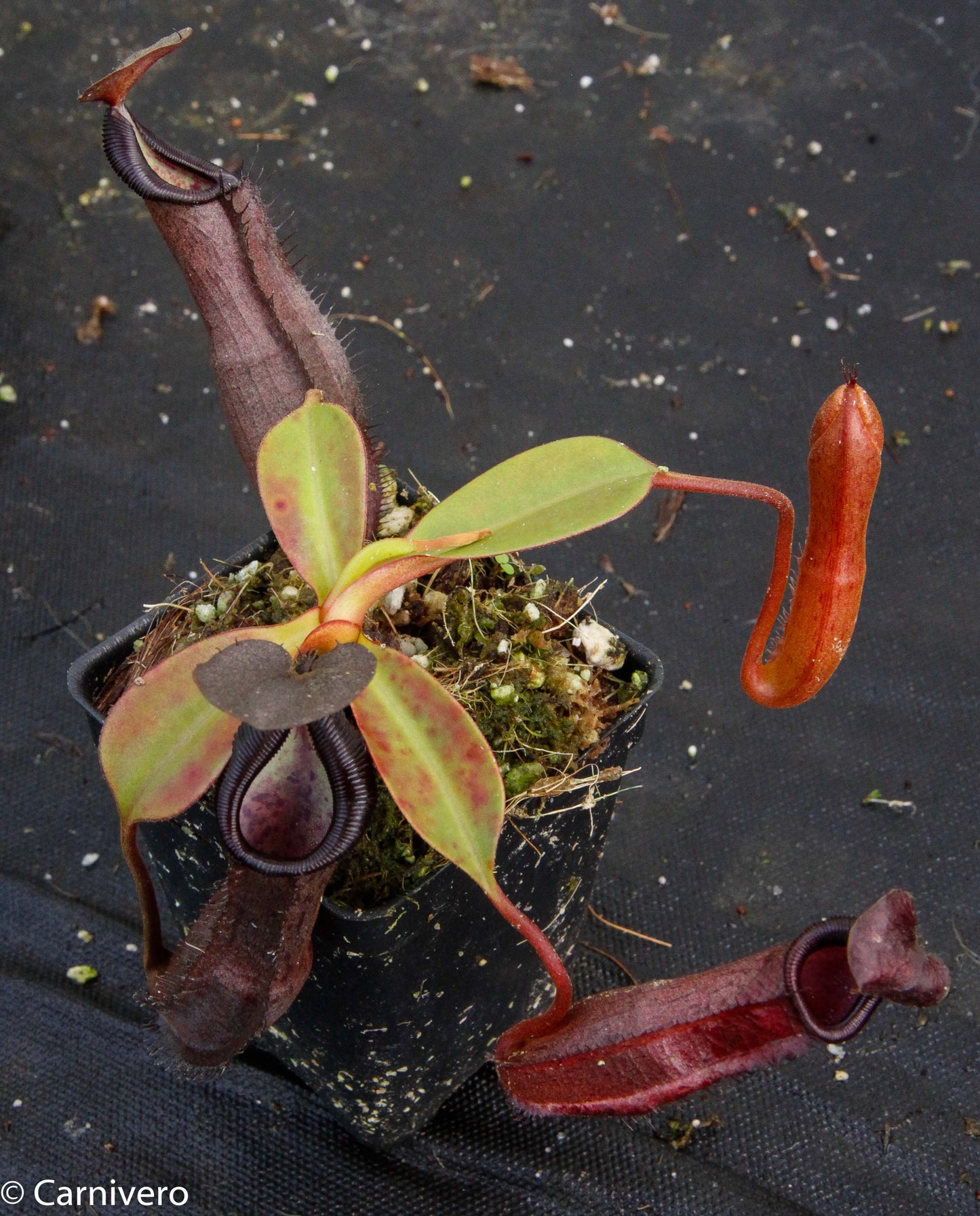Nepenthes maxima x ramispina, BE-3740