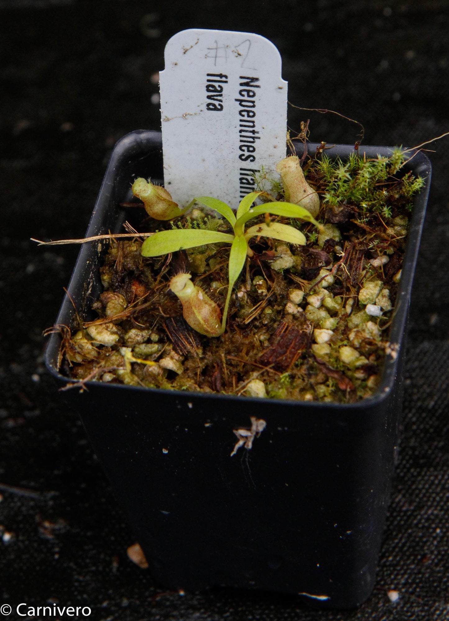 Nepenthes hamata