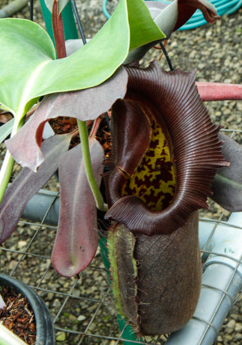 Nepenthes robcantleyi, BE-3517 – Carnivero