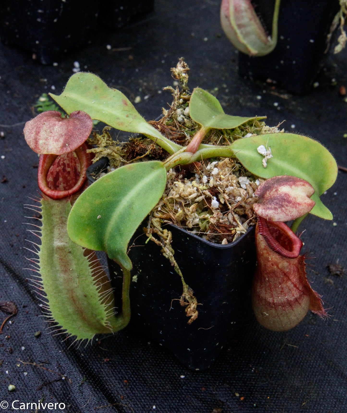 Nepenthes robcantleyi x veitchii