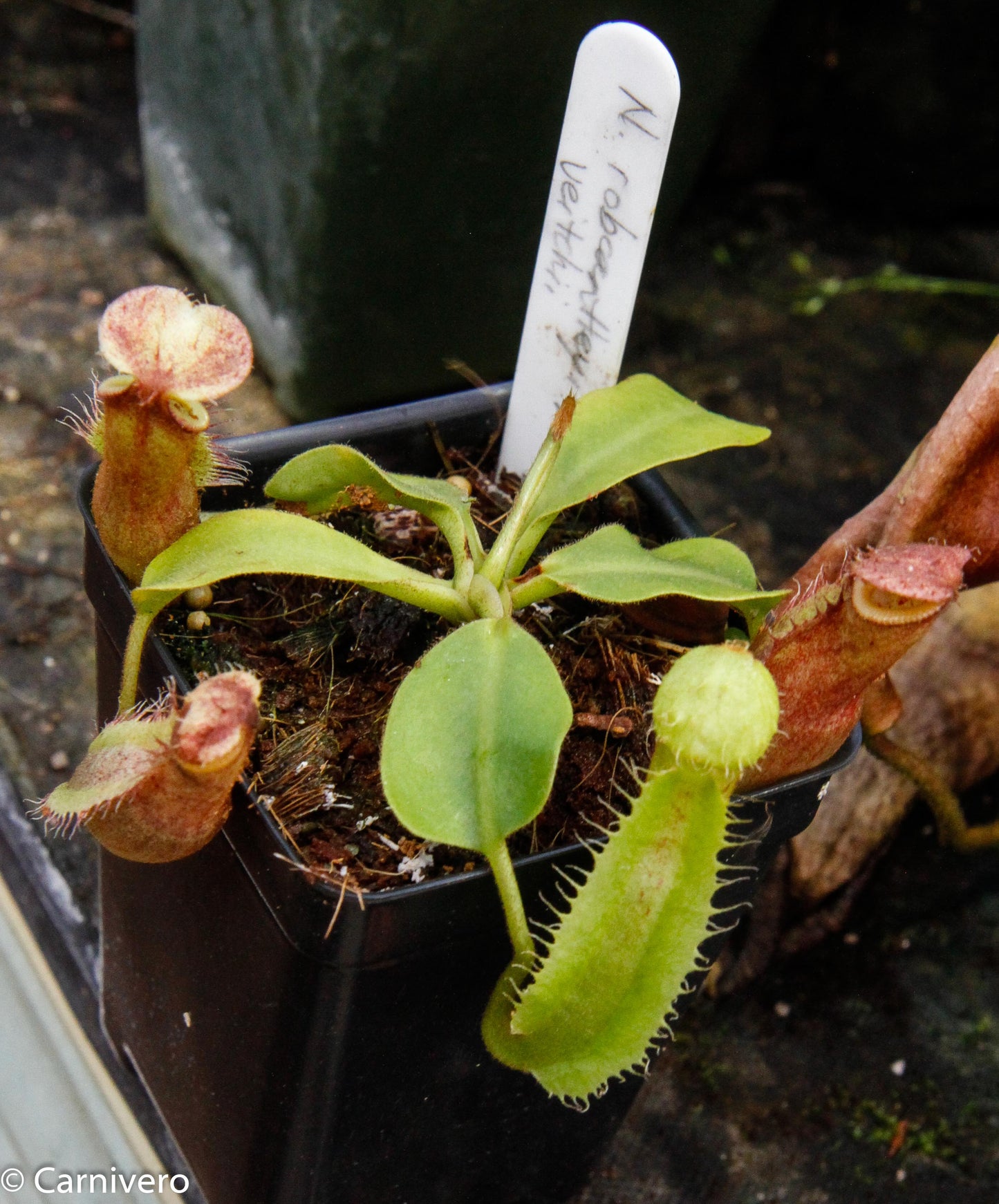 Nepenthes robcantleyi x veitchii