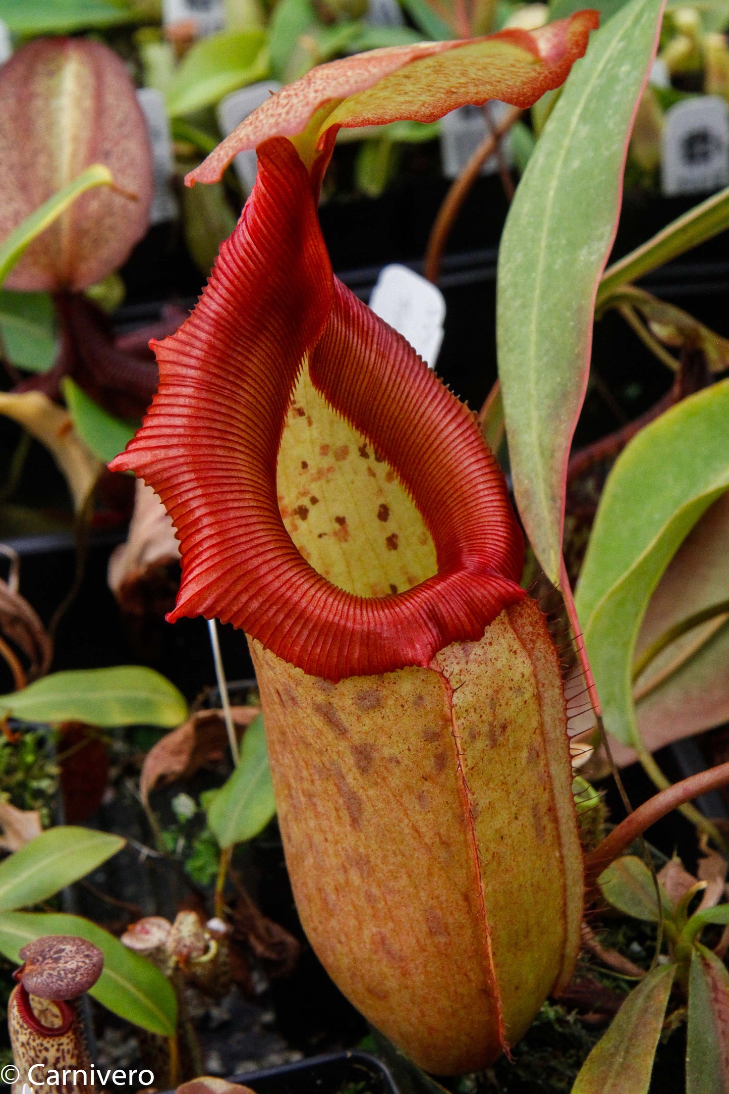 Nepenthes sibuyanensis x robcantleyi, BE-3713