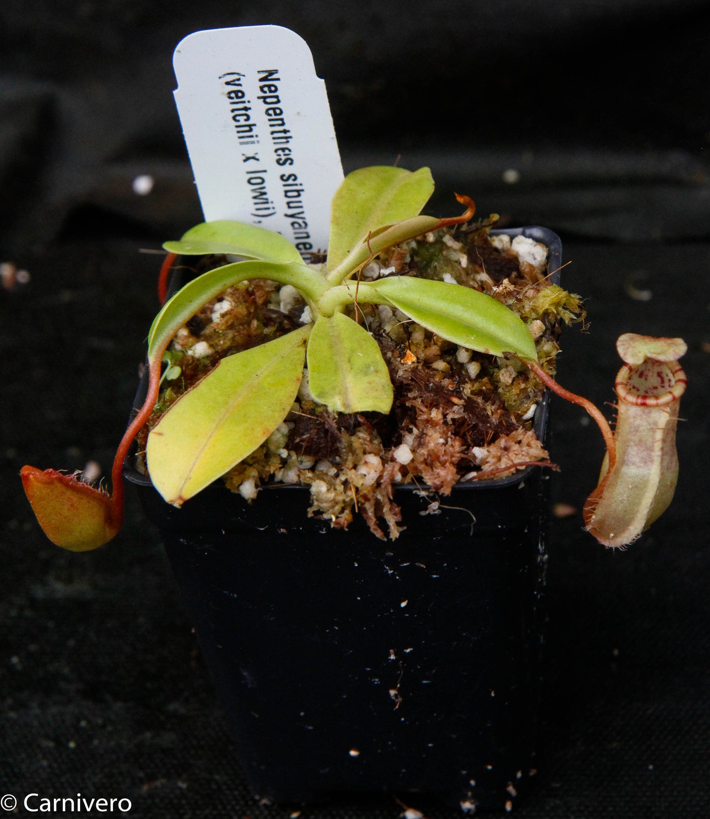 Nepenthes sibuyanensis x (veitchii x lowii)