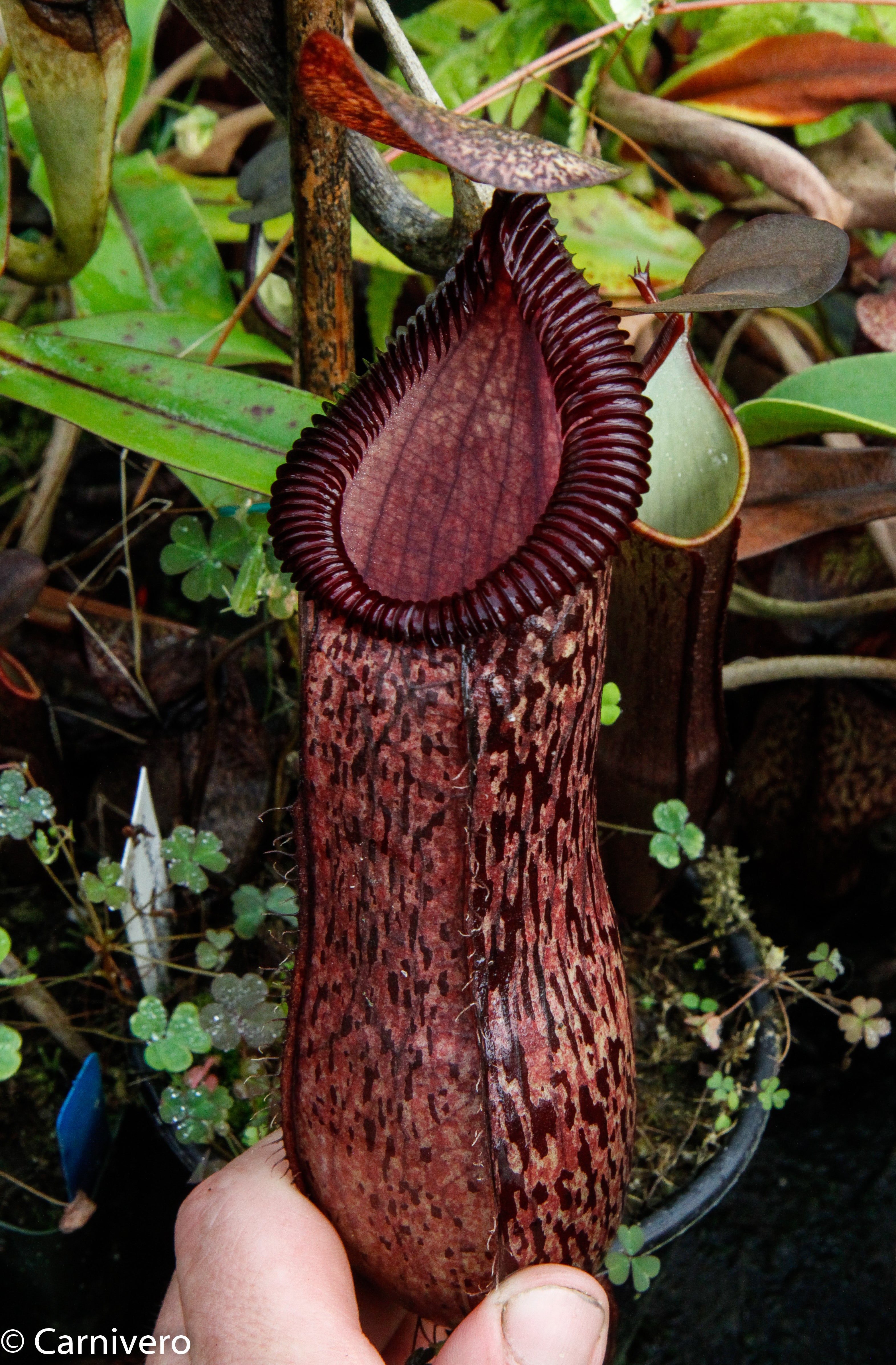 Nepenthes sibuyanensis x hamata, BE-3562 – Carnivero