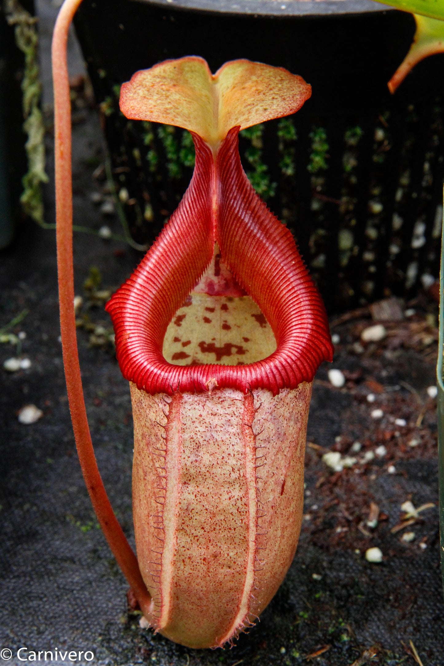 Nepenthes sibuyanensis x robcantleyi, BE-3713