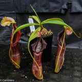 Nepenthes singalana Belirang, BE-3170, pitcher plant, carnivorous plant, collectors plant, large pitchers, rare plants