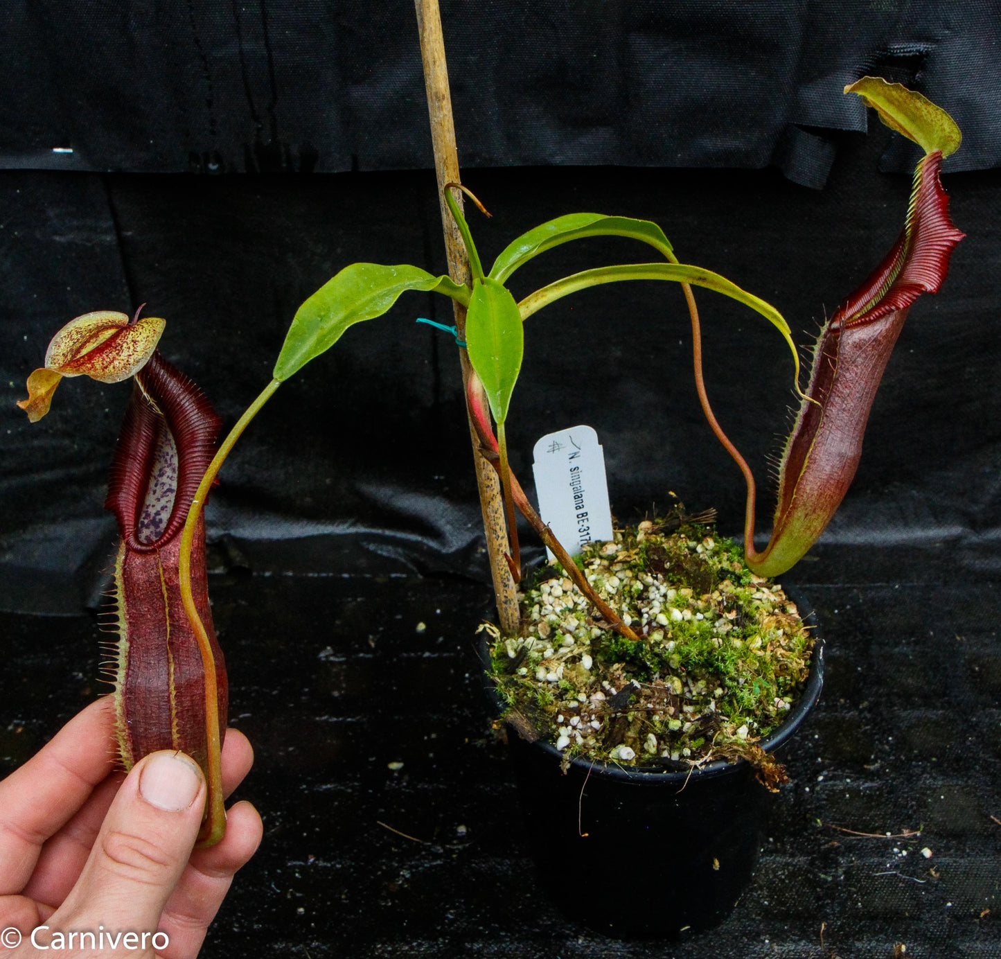 Nepenthes singalana Belirang, BE-3170, pitcher plant, carnivorous plant, collectors plant, large pitchers, rare plants