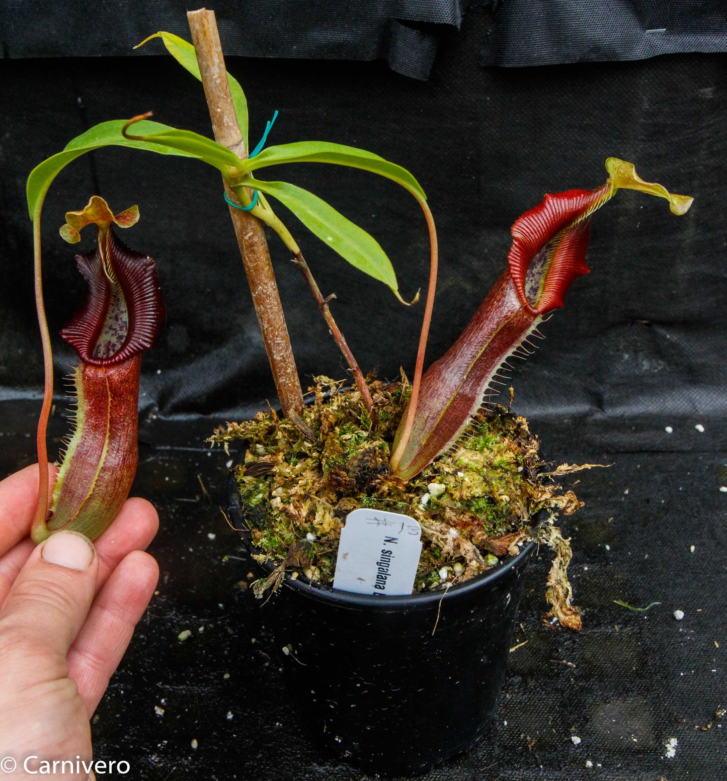Nepenthes singalana Belirang, BE-3170, pitcher plant, carnivorous plant, collectors plant, large pitchers, rare plants