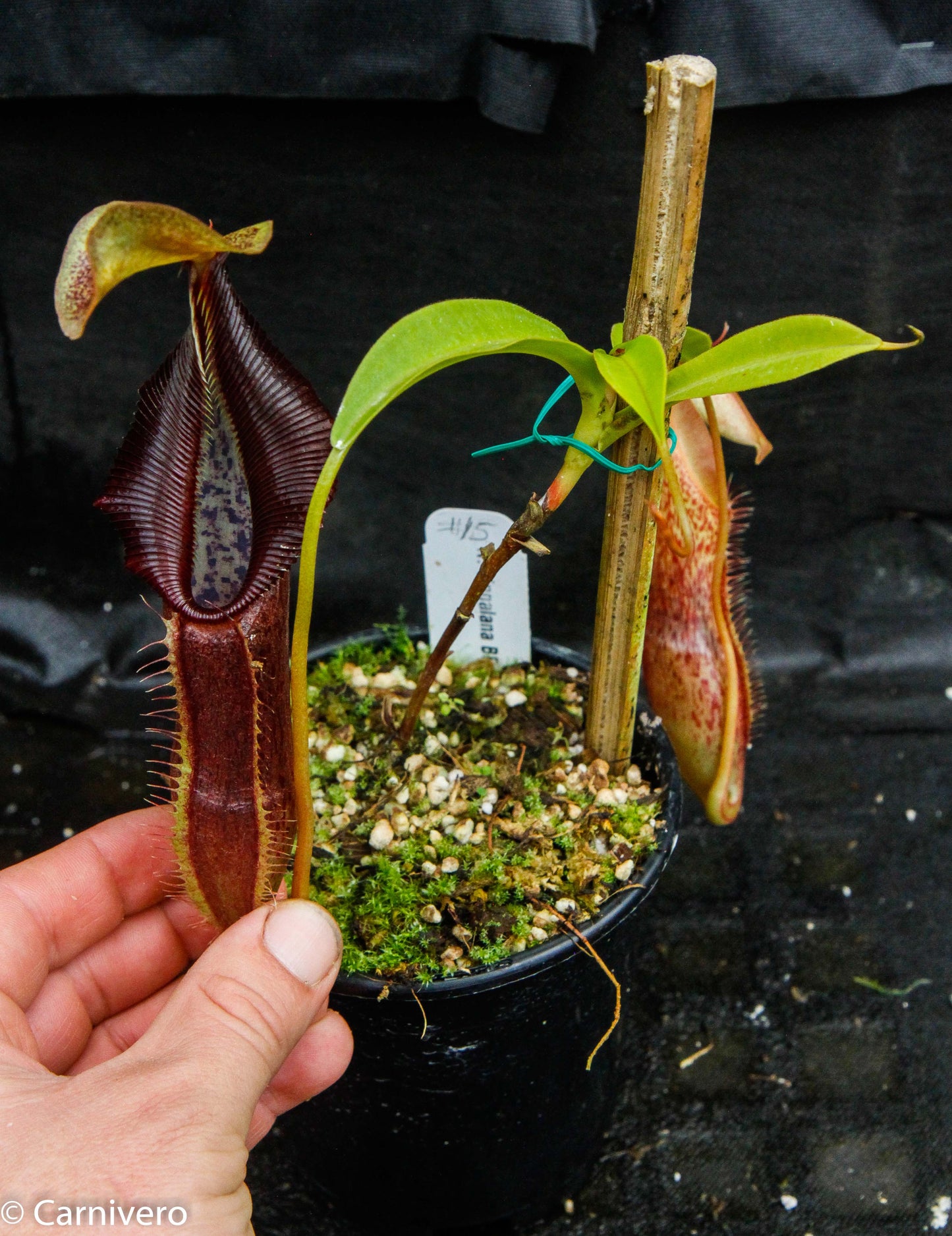 Nepenthes singalana Belirang, BE-3170, pitcher plant, carnivorous plant, collectors plant, large pitchers, rare plants