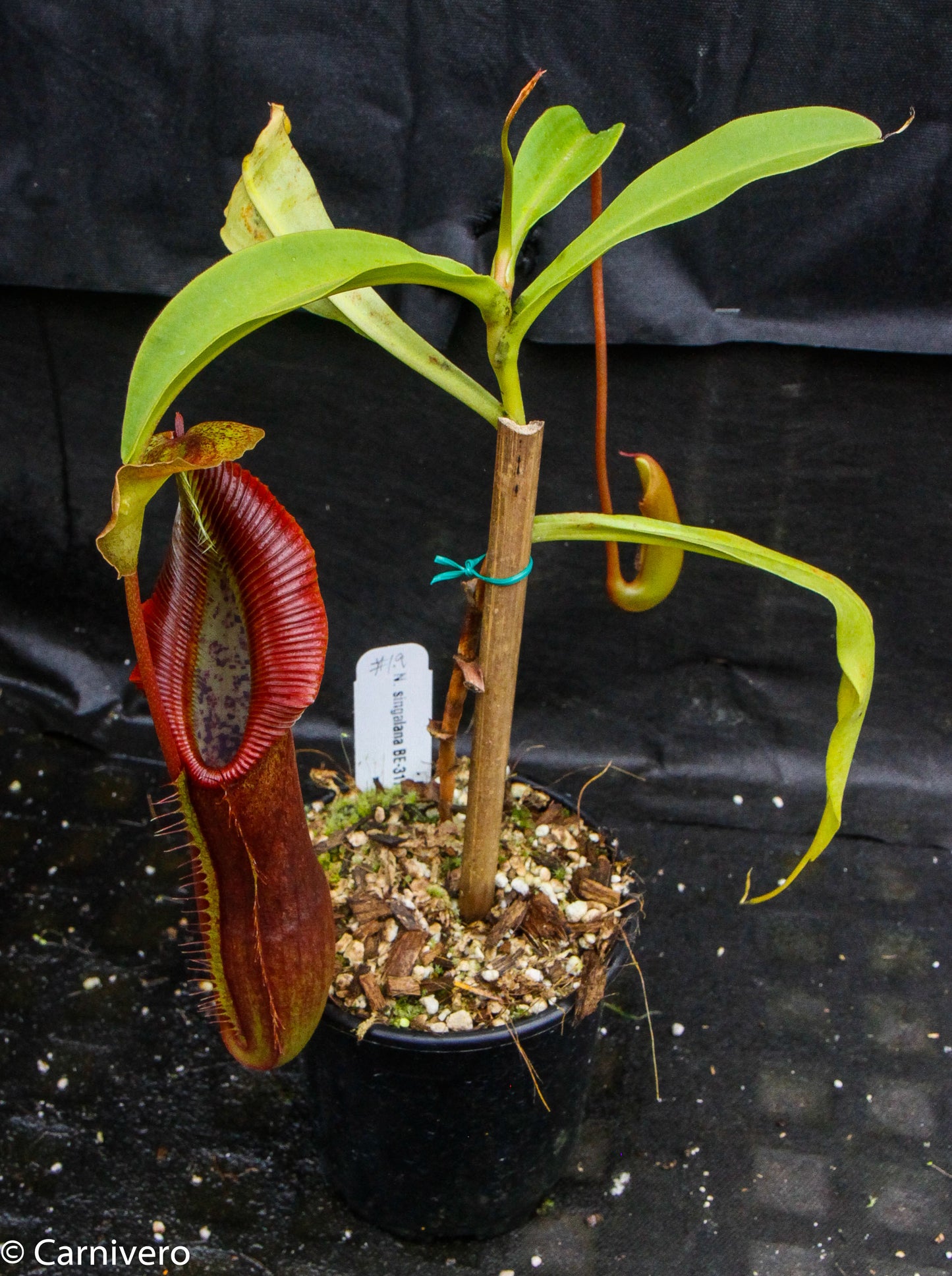 Nepenthes singalana Belirang, BE-3170, pitcher plant, carnivorous plant, collectors plant, large pitchers, rare plants