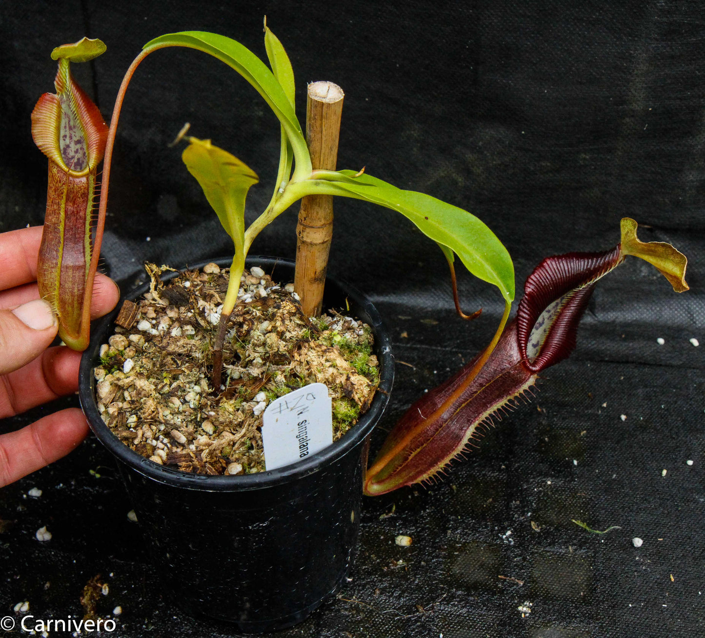 Nepenthes singalana Belirang, BE-3170, pitcher plant, carnivorous plant, collectors plant, large pitchers, rare plants