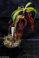 Nepenthes singalana Belirang, BE-3170, pitcher plant, carnivorous plant, collectors plant, large pitchers, rare plants