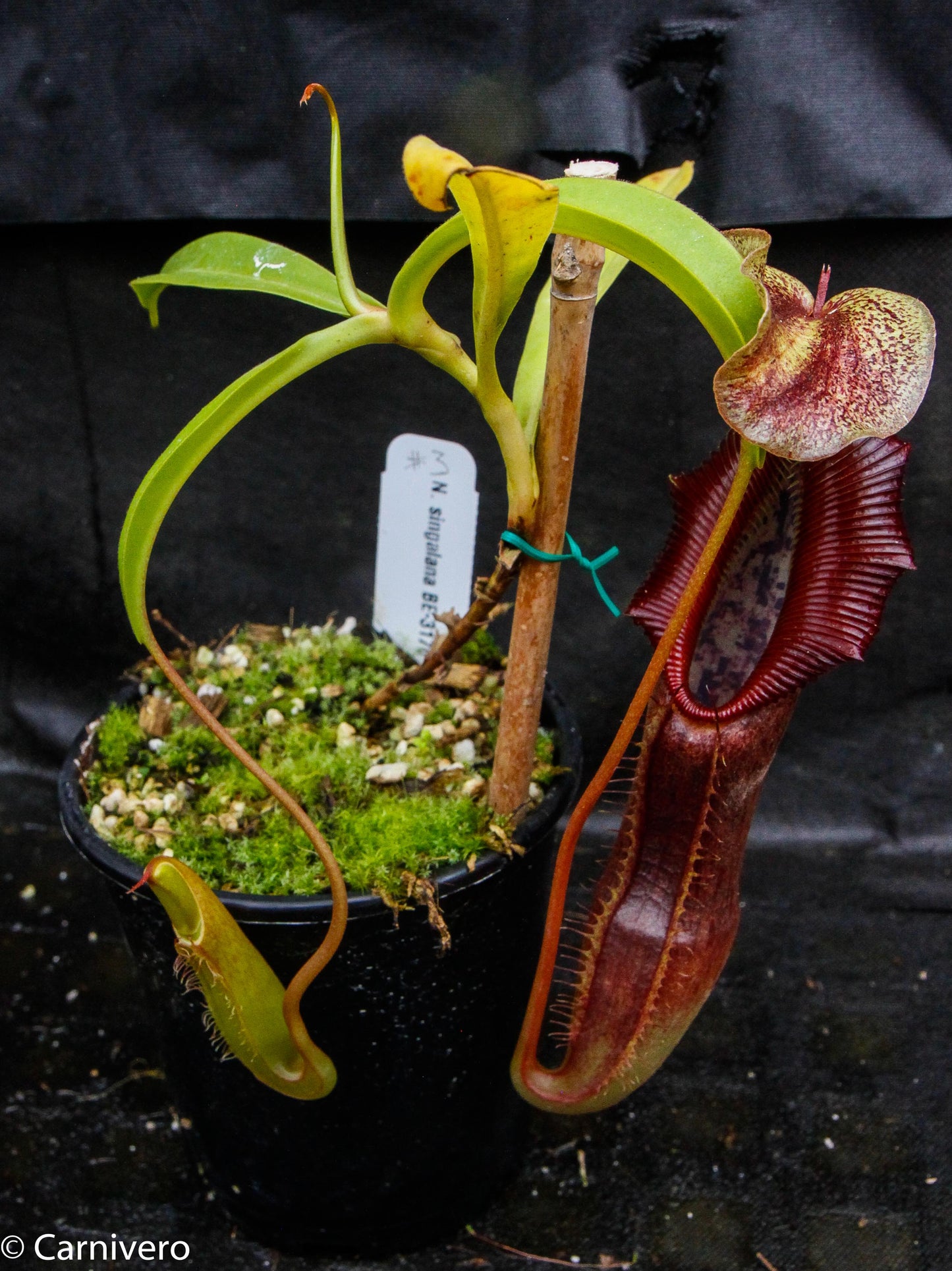 Nepenthes singalana Belirang, BE-3170, pitcher plant, carnivorous plant, collectors plant, large pitchers, rare plants