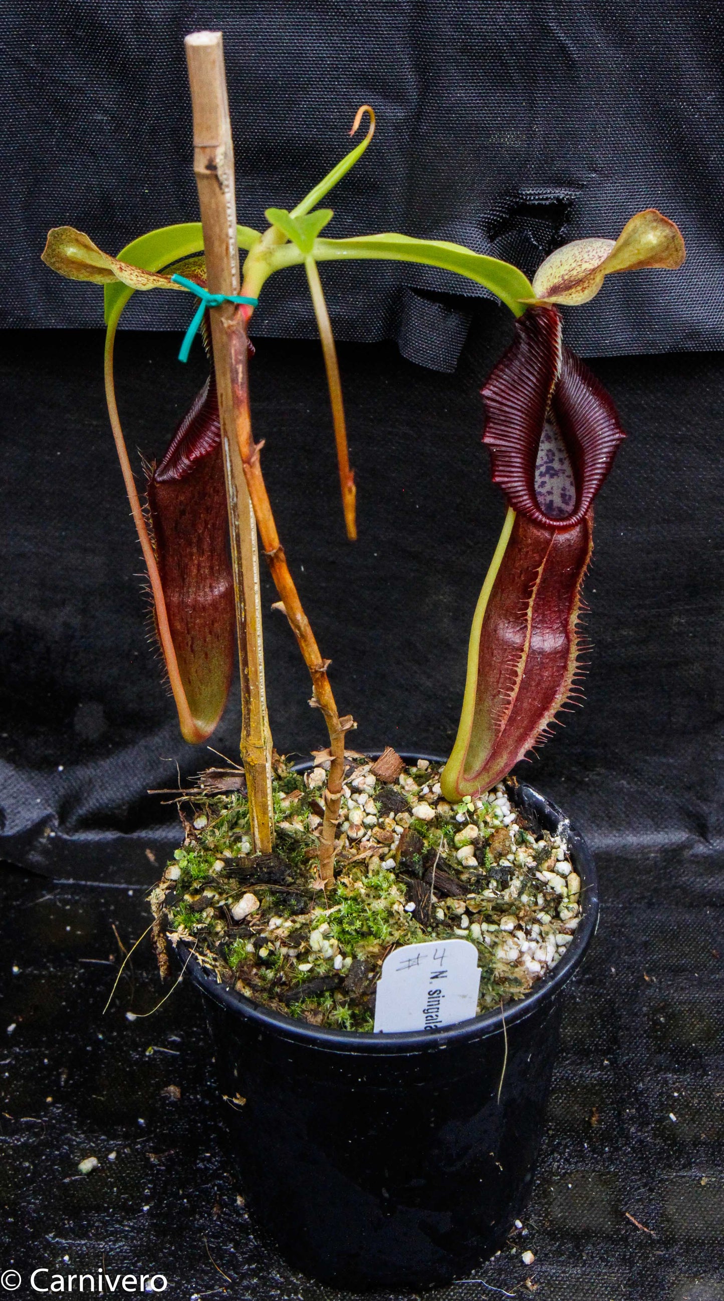 Nepenthes singalana Belirang, BE-3170, pitcher plant, carnivorous plant, collectors plant, large pitchers, rare plants