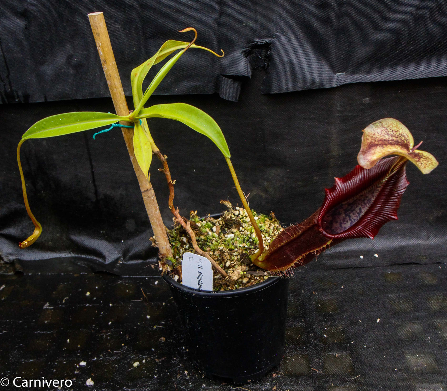Nepenthes singalana Belirang, BE-3170, pitcher plant, carnivorous plant, collectors plant, large pitchers, rare plants