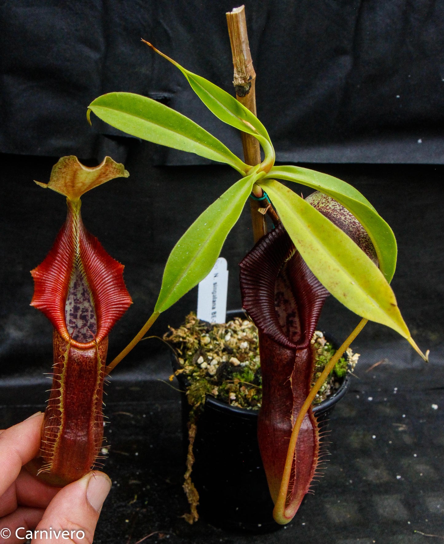 Nepenthes singalana Belirang, BE-3170, pitcher plant, carnivorous plant, collectors plant, large pitchers, rare plants