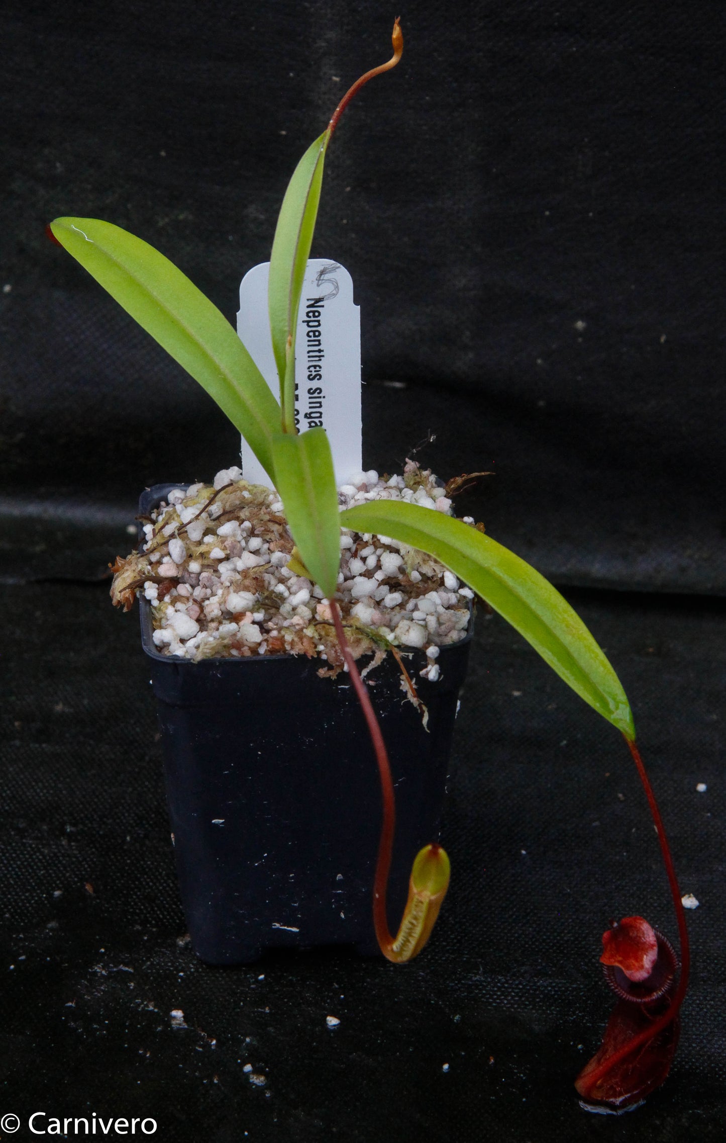 Nepenthes singalana x diabolica, BE-3900