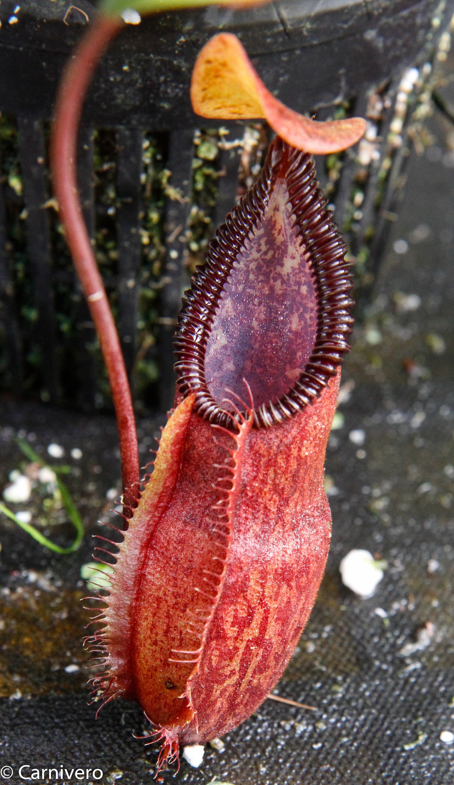 Nepenthes singalana x diabolica, BE-3900