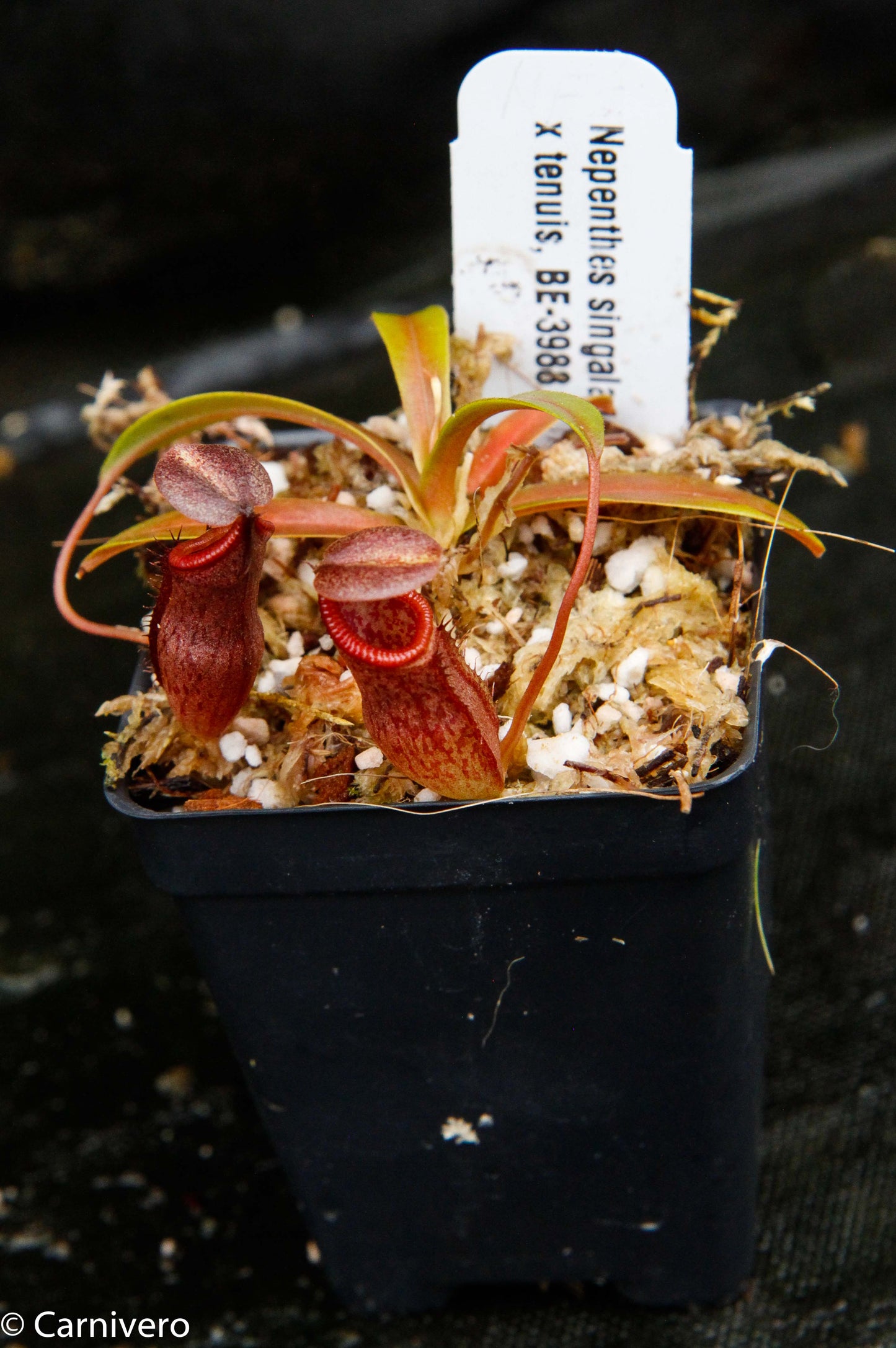 Nepenthes singalana x tenuis, pitcher plant, carnivorous plant, collectors plant, large pitchers, rare plants