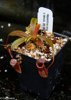Nepenthes singalana x tenuis, pitcher plant, carnivorous plant, collectors plant, large pitchers, rare plants