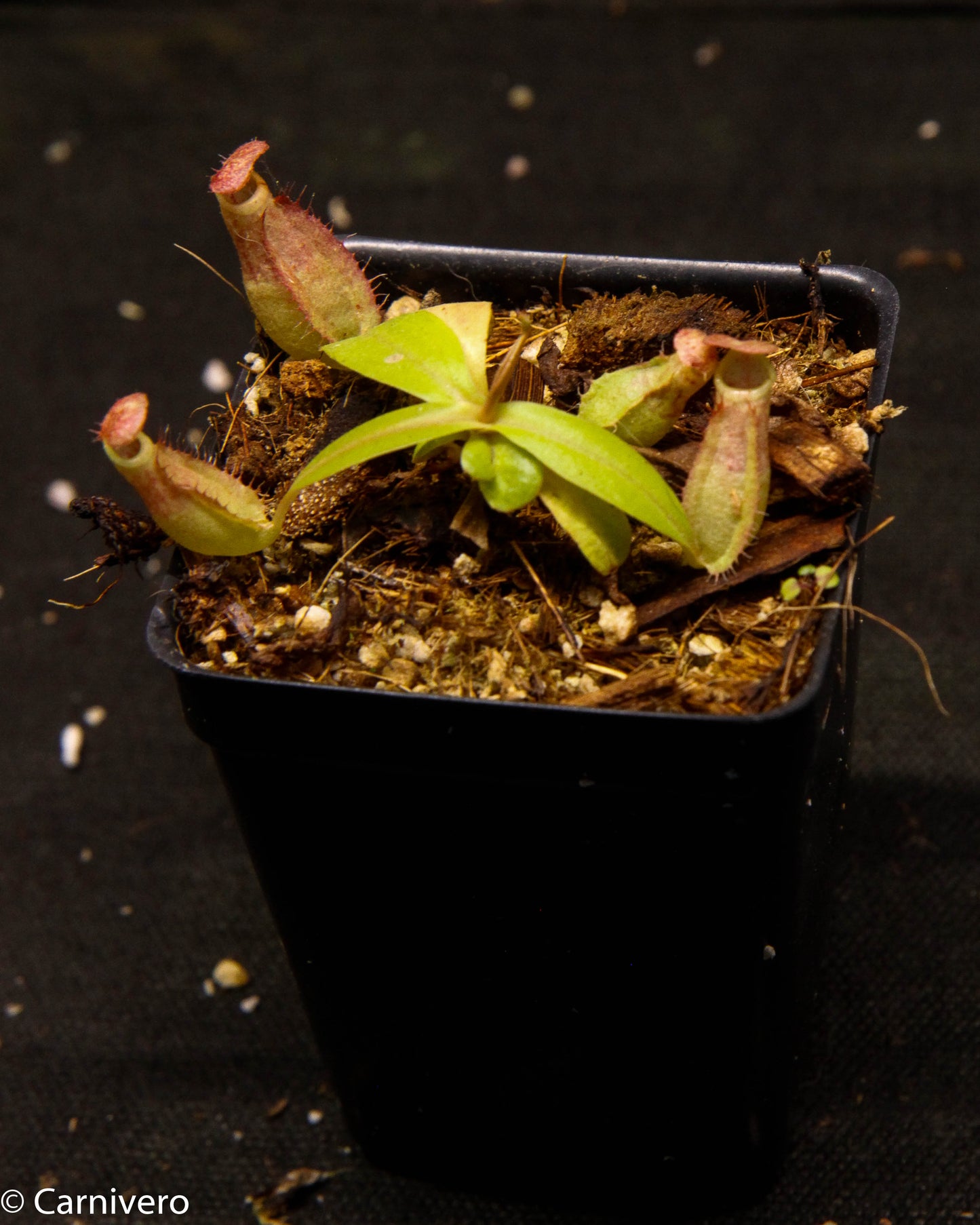 Nepenthes smilesii x bokorensis, CAR-0142, pitcher plant, carnivorous plant, collectors plant, large pitchers, rare plants